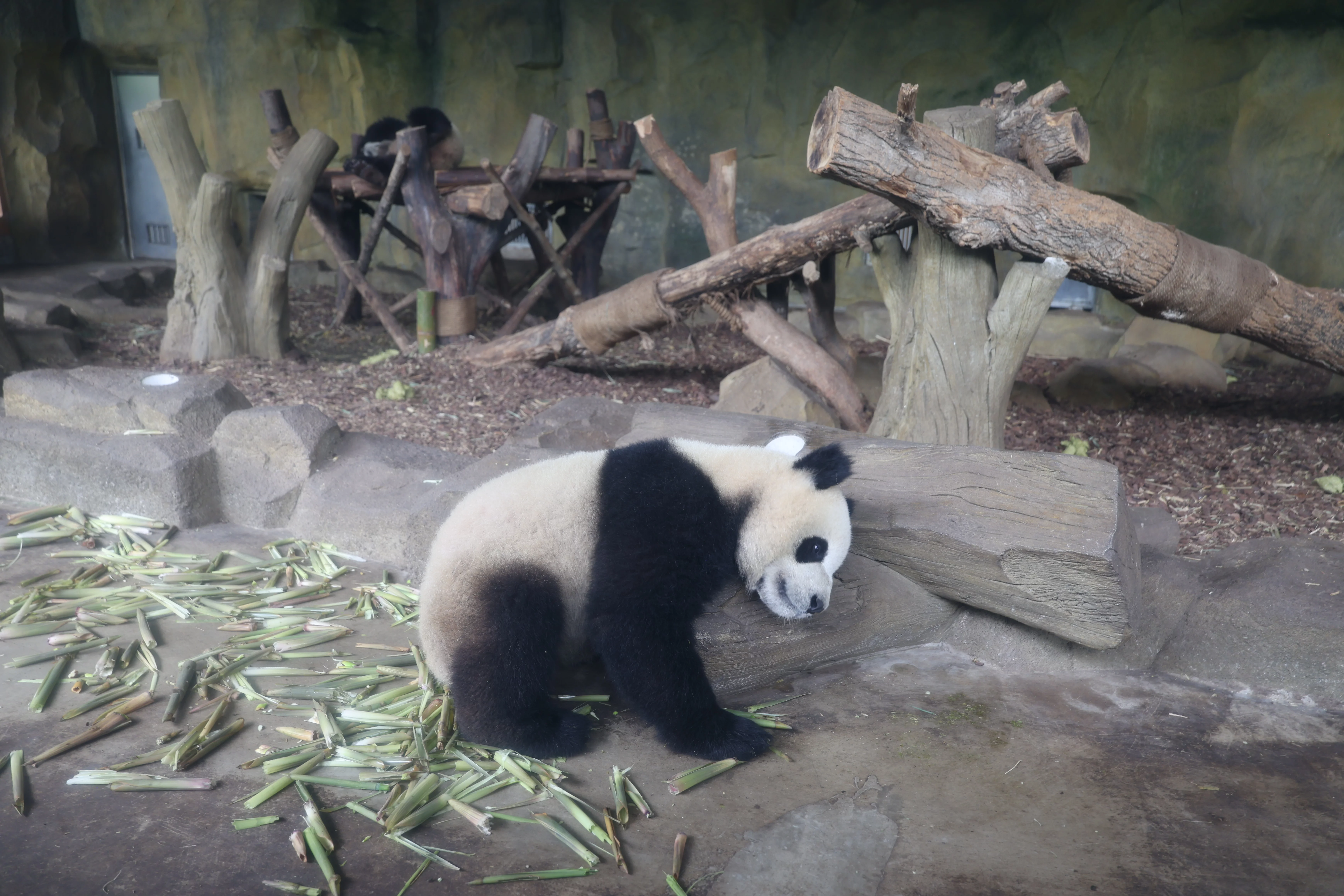 Chengdu Research Base of Giant Panda Breeding