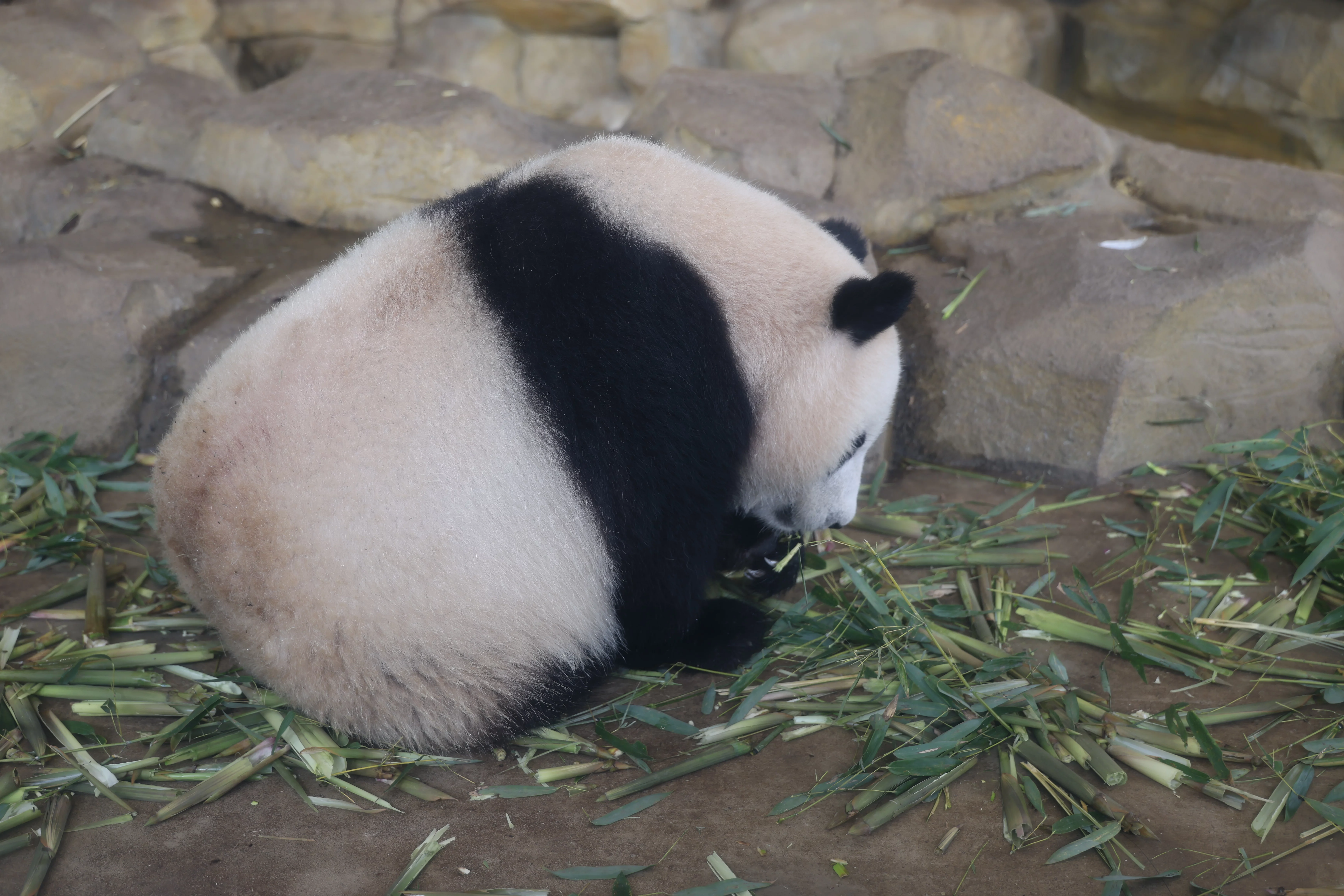 Chengdu Research Base of Giant Panda Breeding