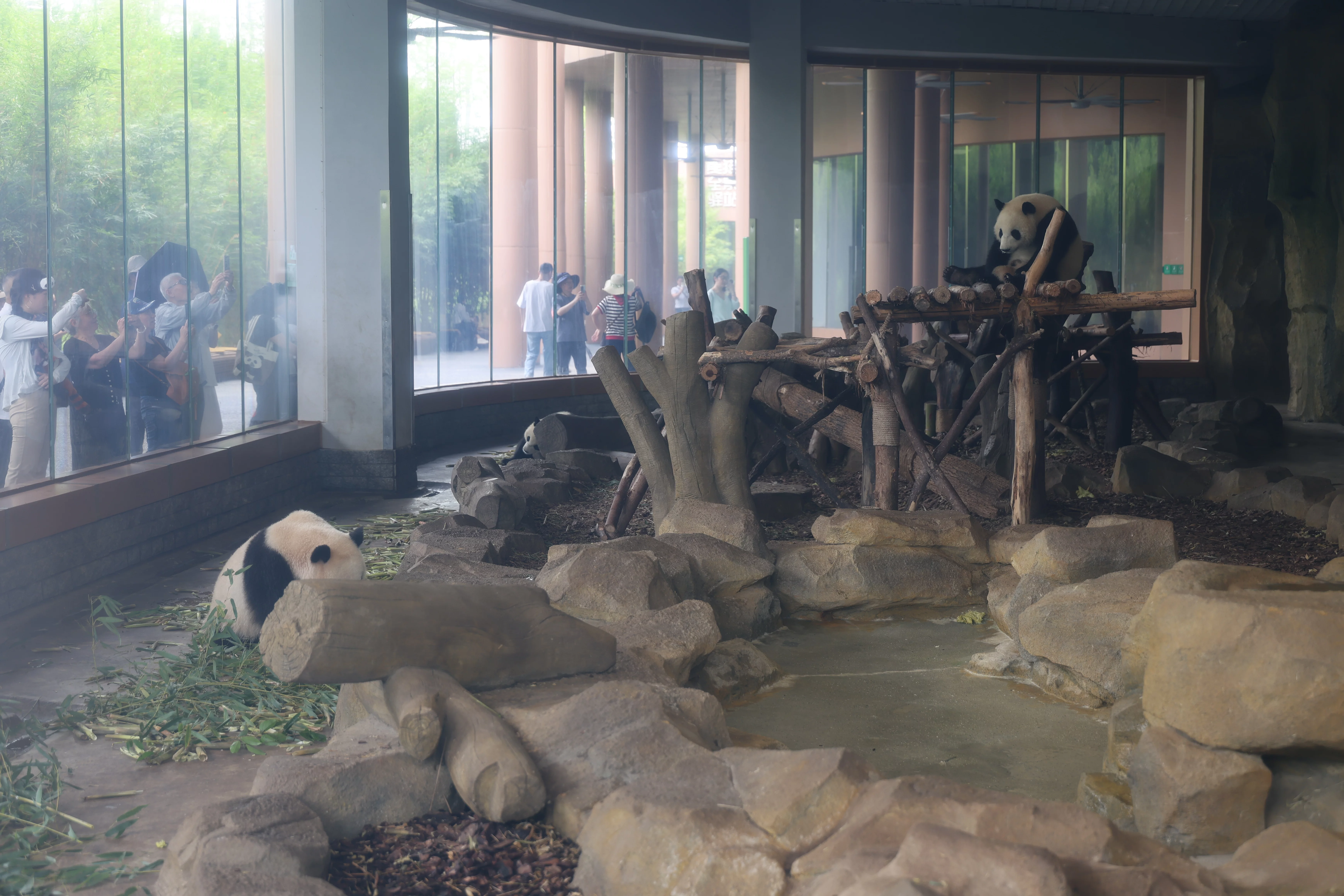 Chengdu Research Base of Giant Panda Breeding