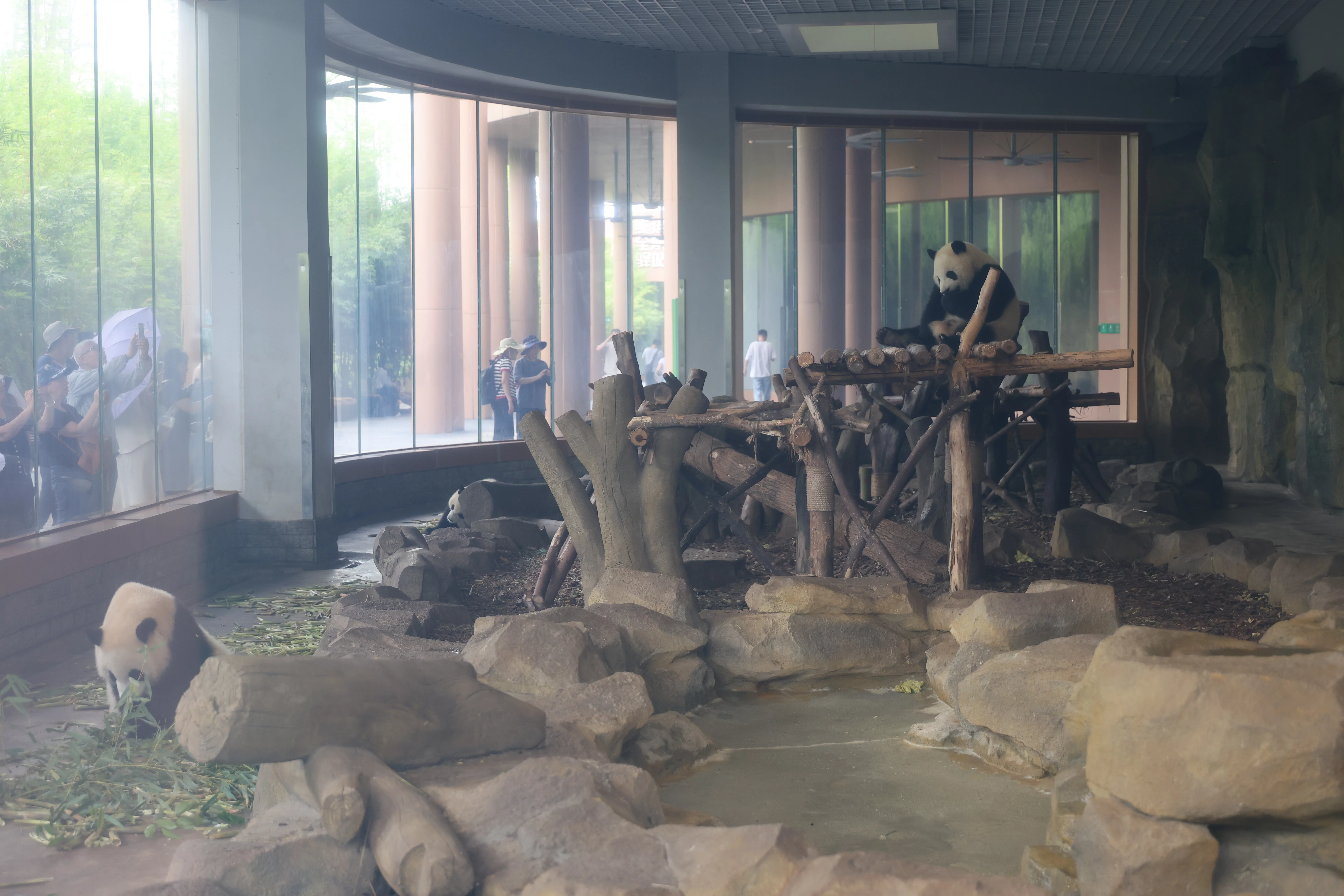 Chengdu Research Base of Giant Panda Breeding