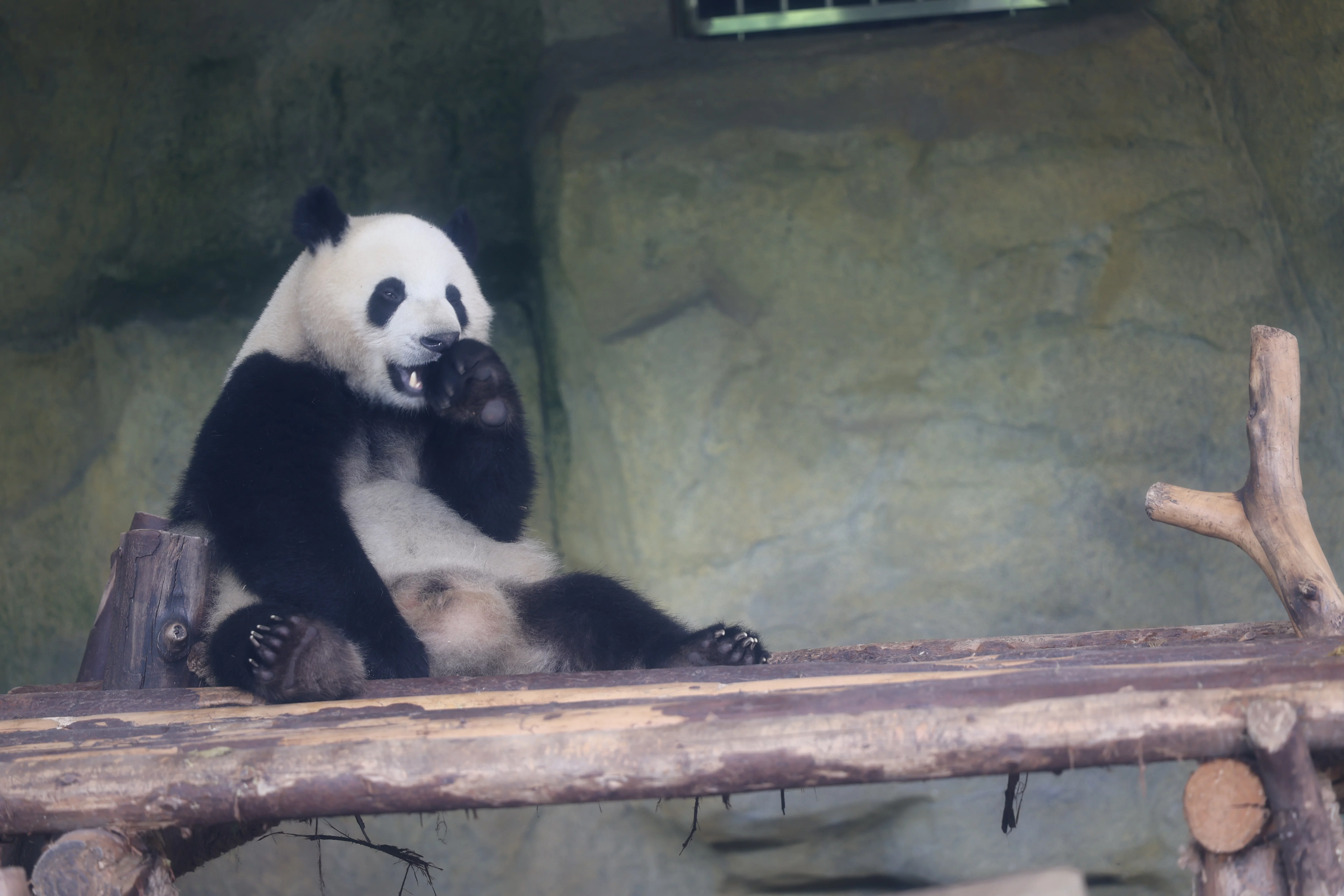 Chengdu Research Base of Giant Panda Breeding