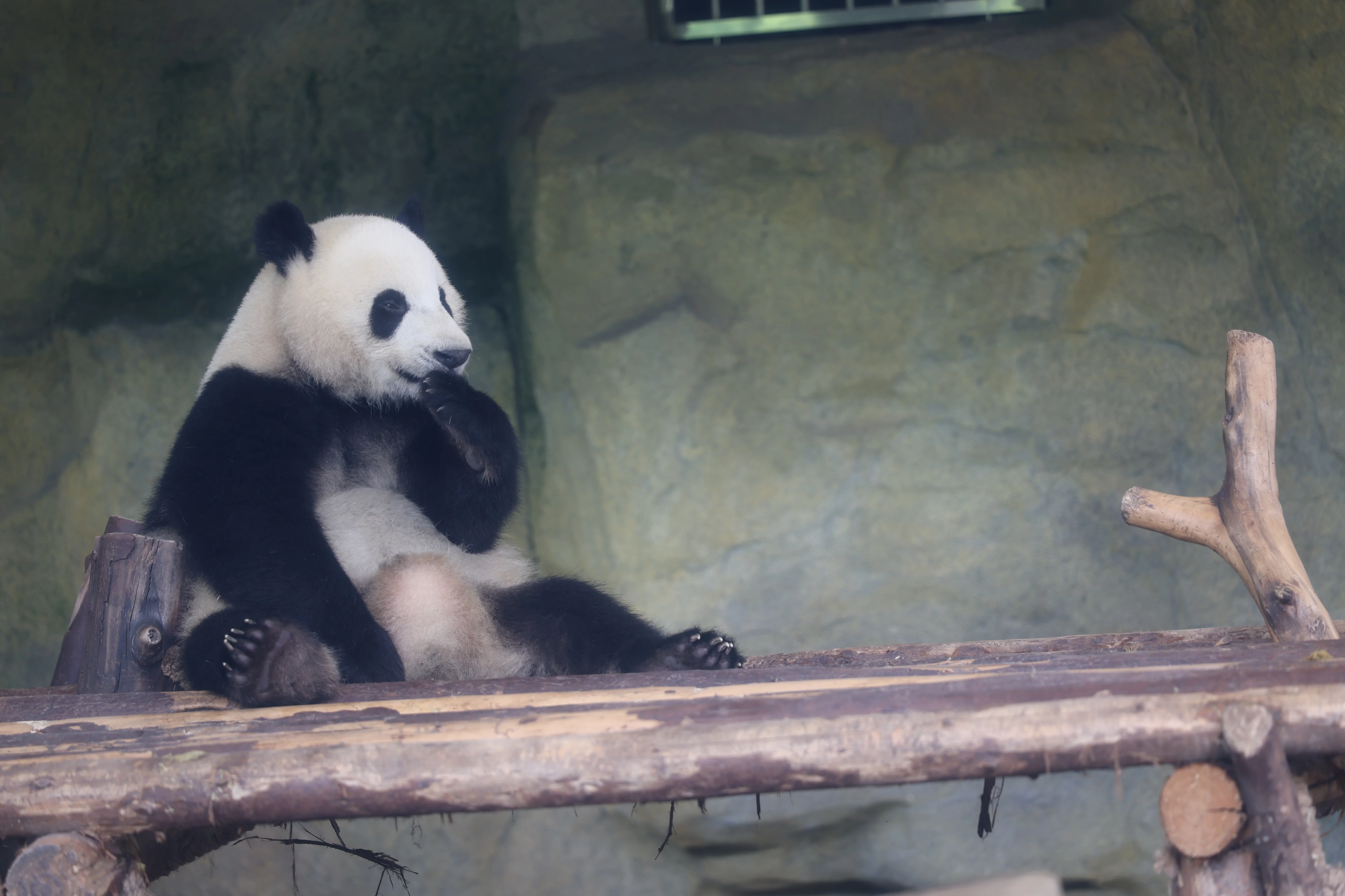 Chengdu Research Base of Giant Panda Breeding