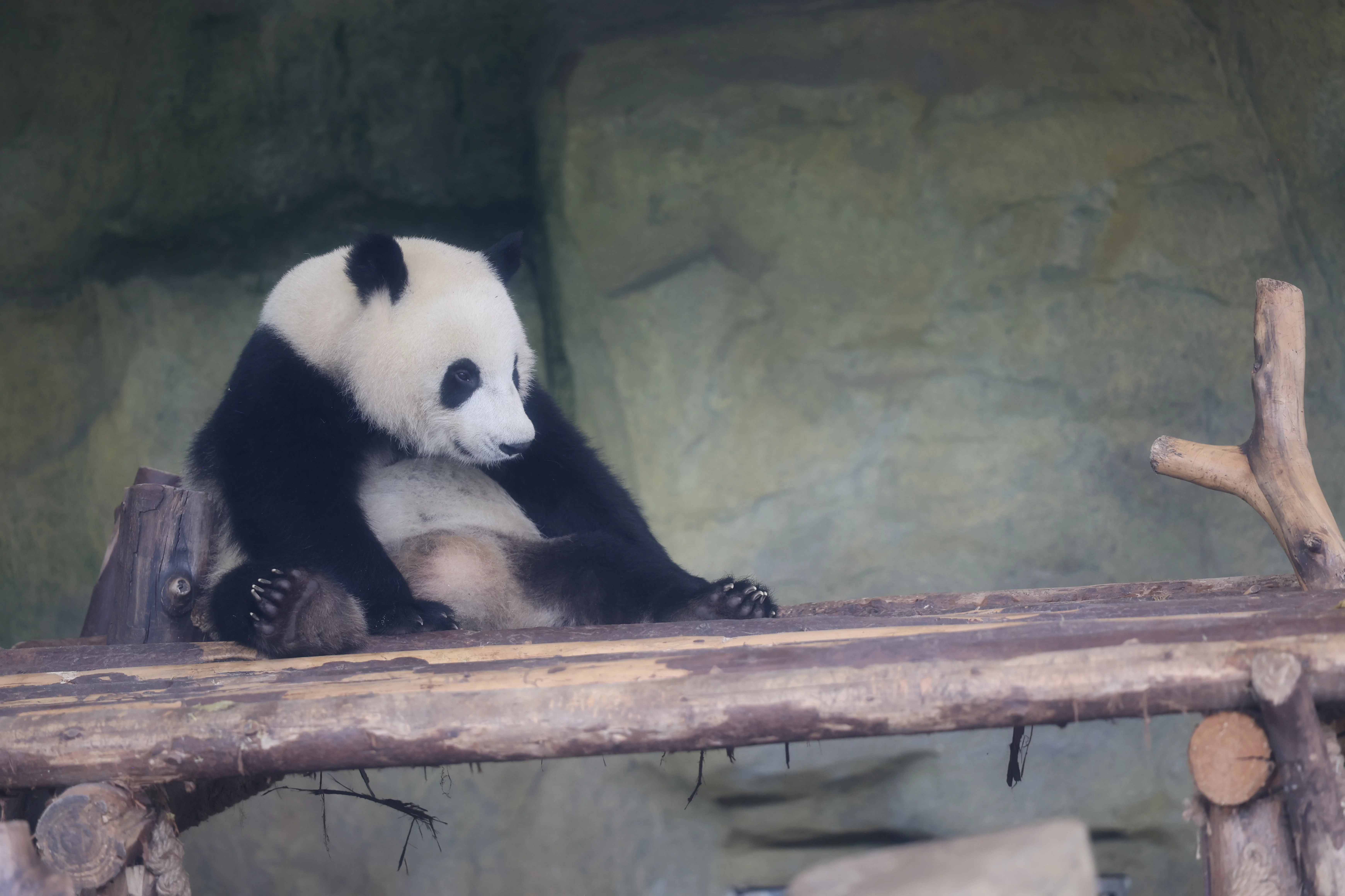 Chengdu Research Base of Giant Panda Breeding
