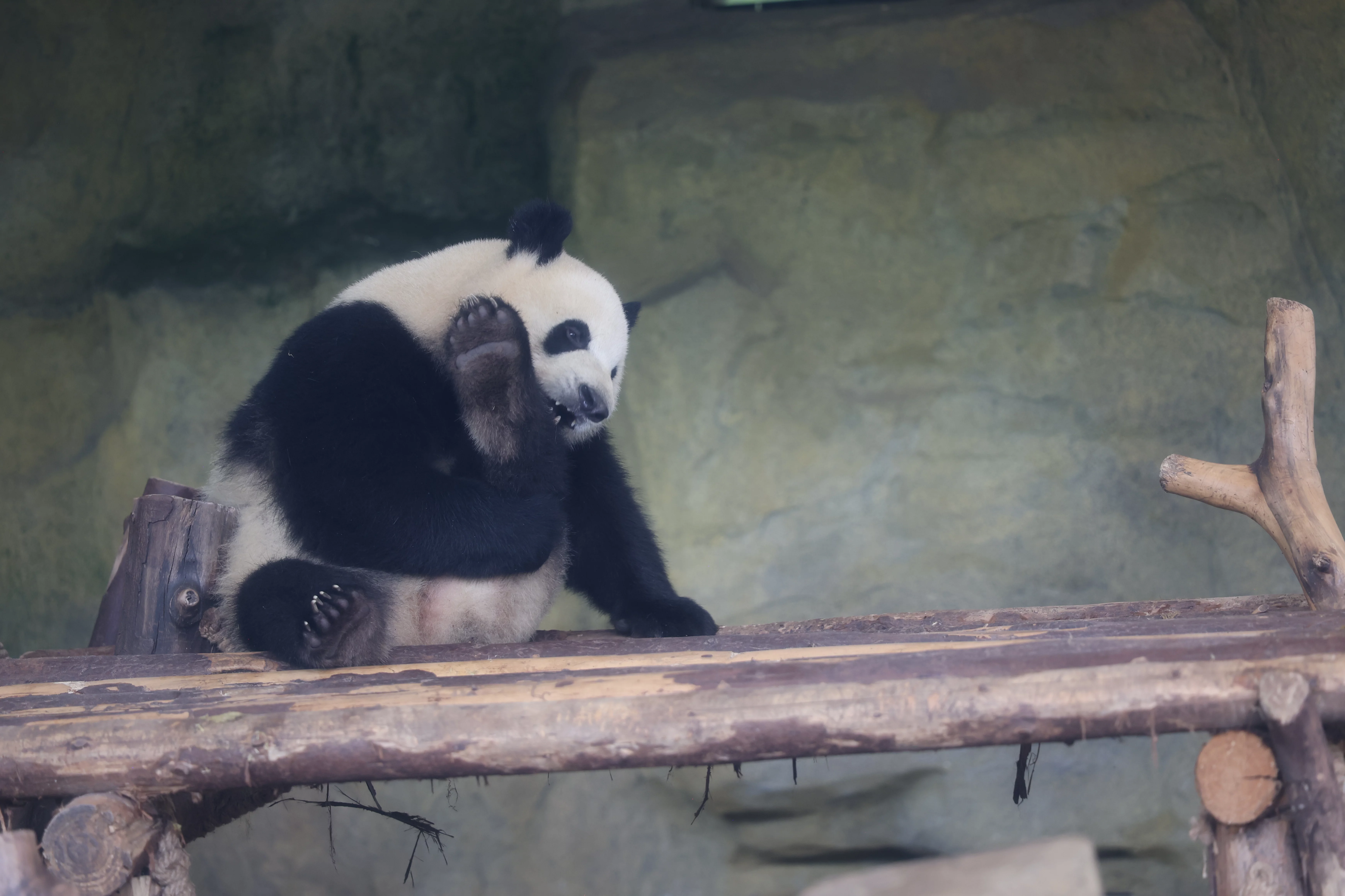 Chengdu Research Base of Giant Panda Breeding