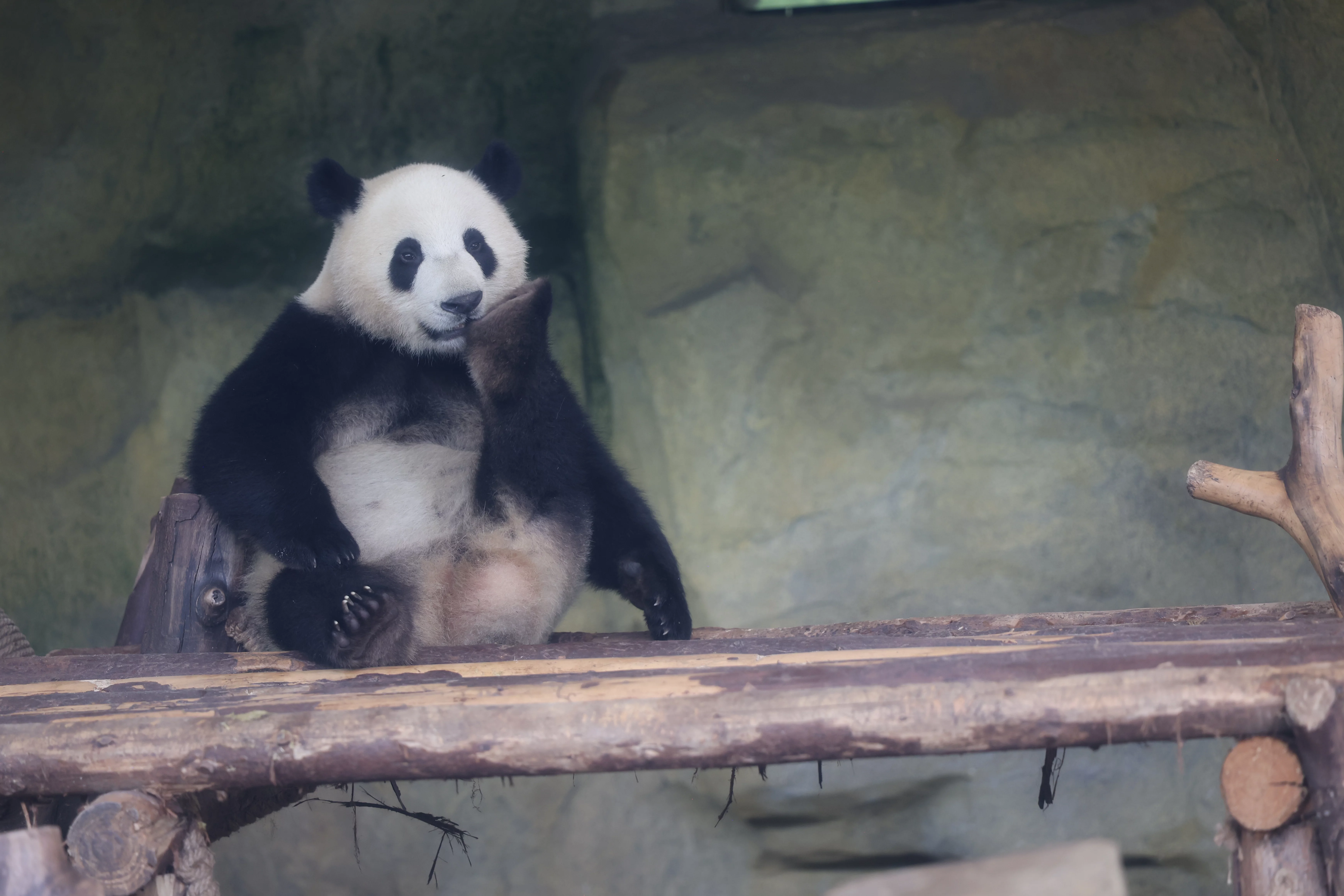 Chengdu Research Base of Giant Panda Breeding