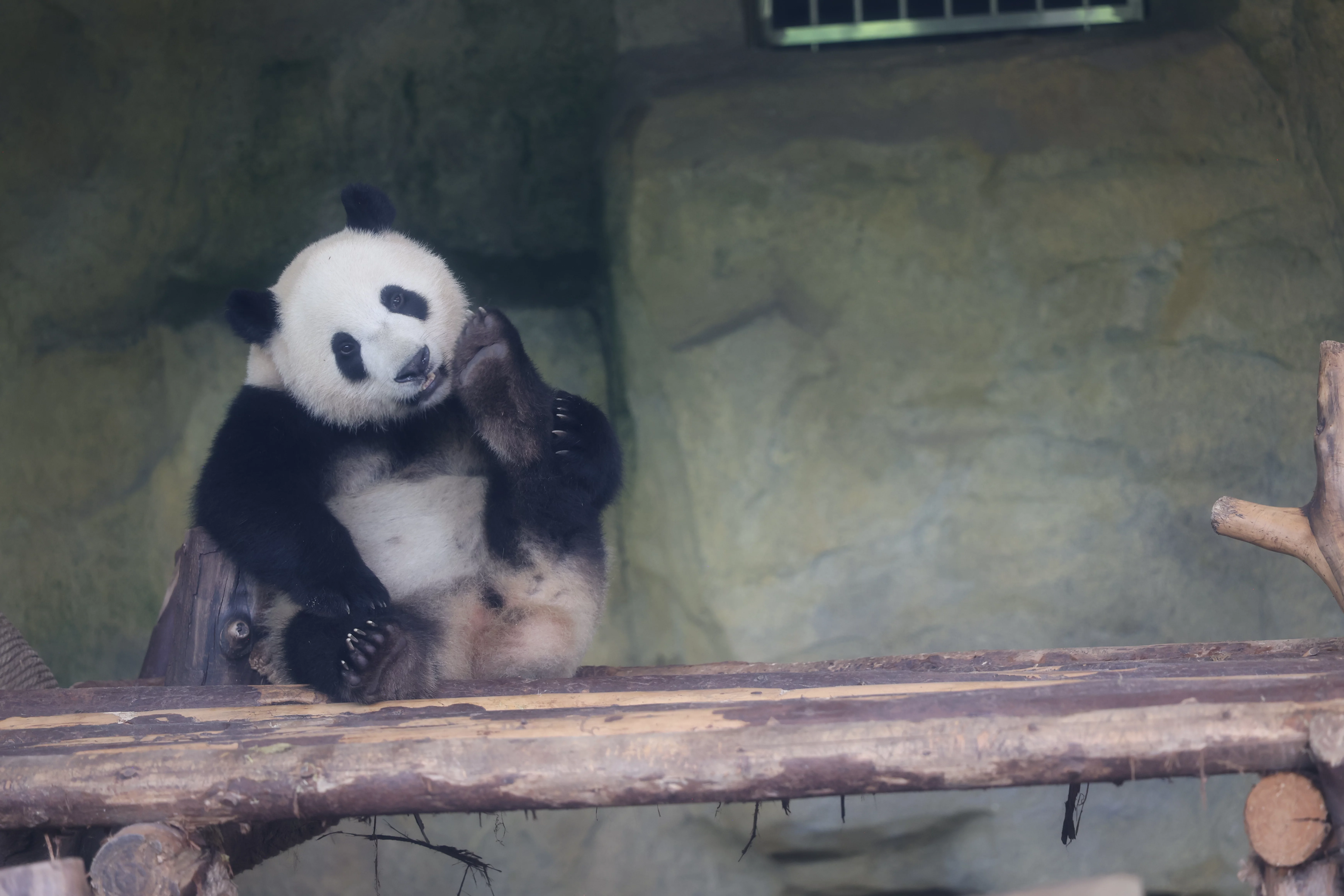 Chengdu Research Base of Giant Panda Breeding