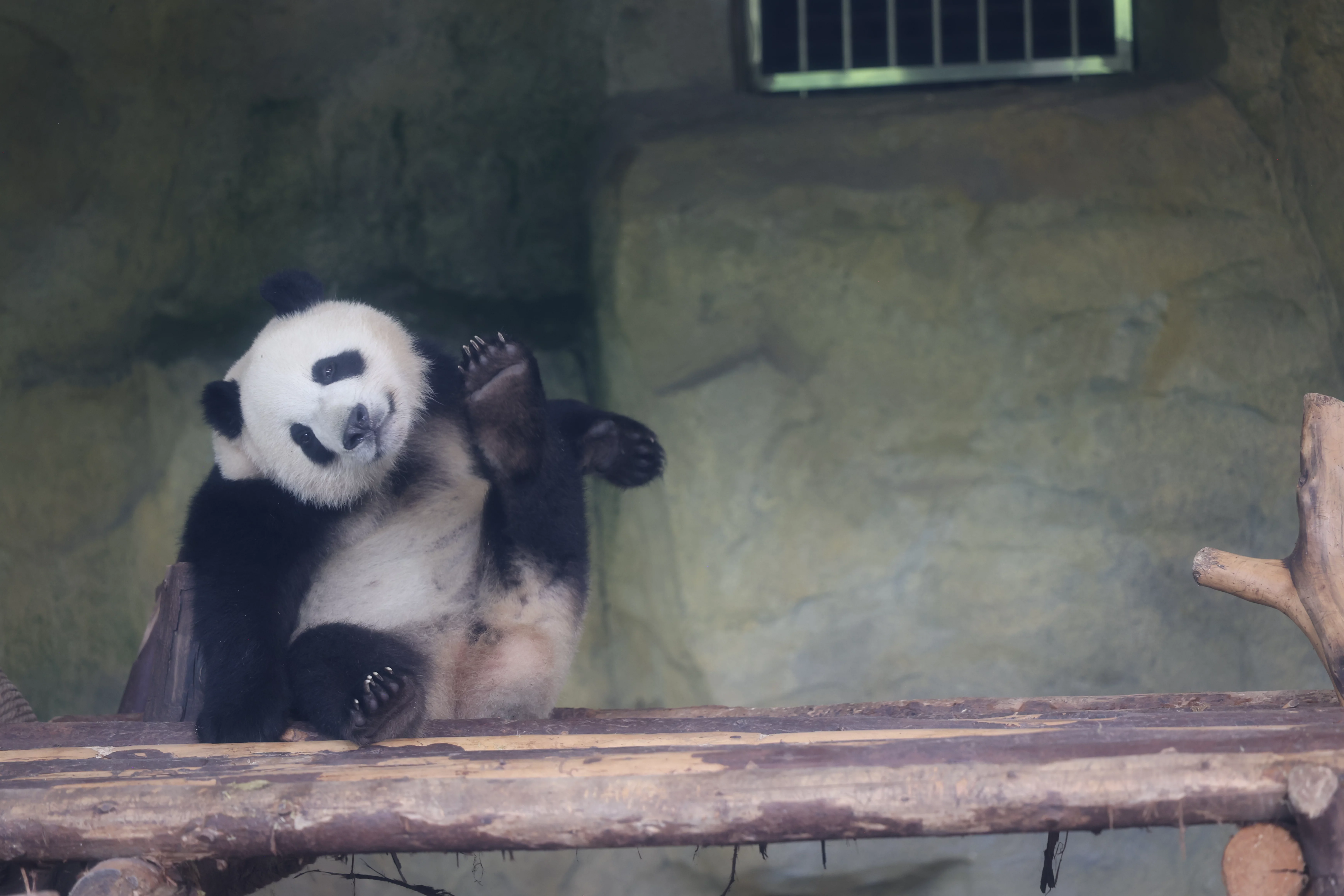 Chengdu Research Base of Giant Panda Breeding