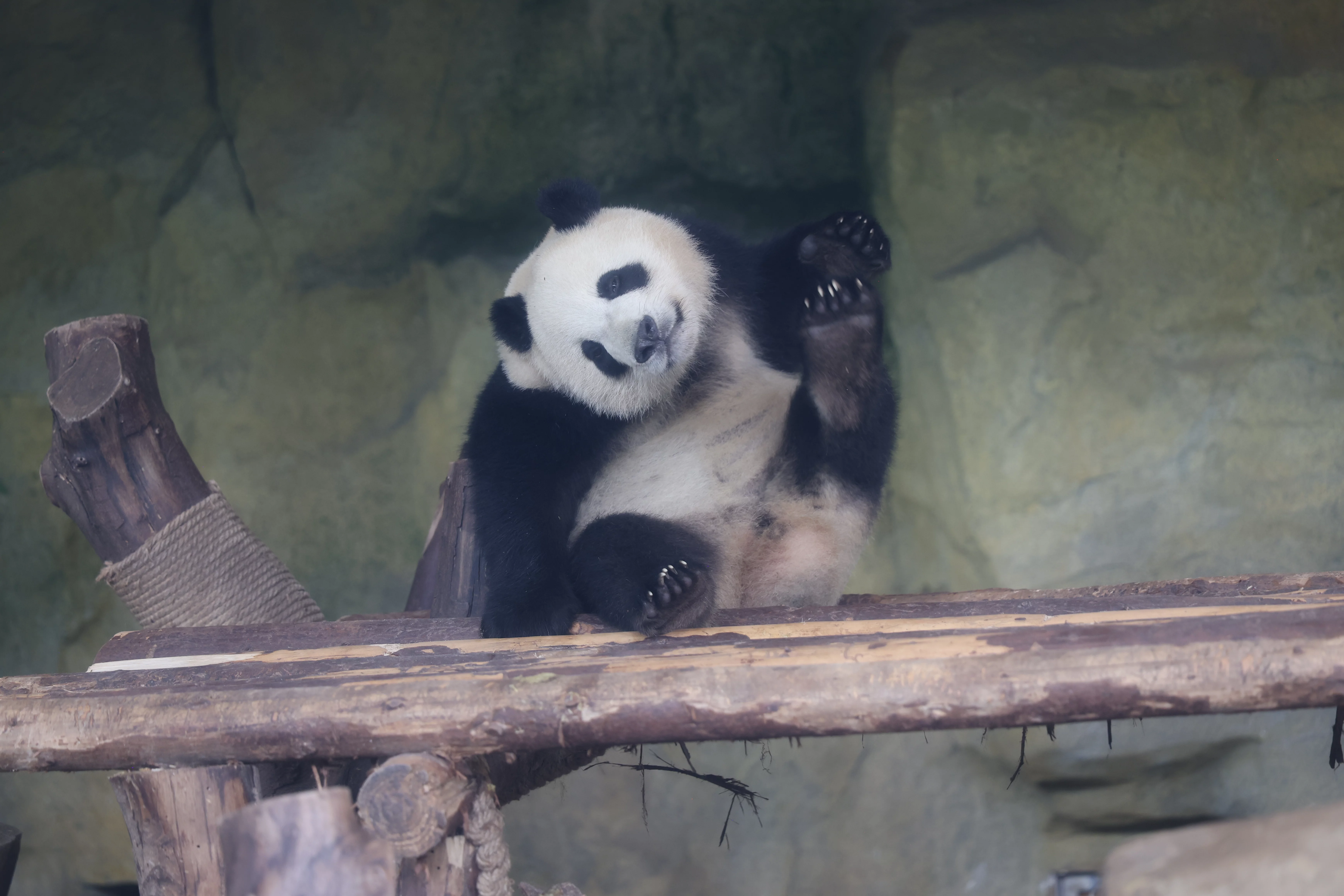 Chengdu Research Base of Giant Panda Breeding
