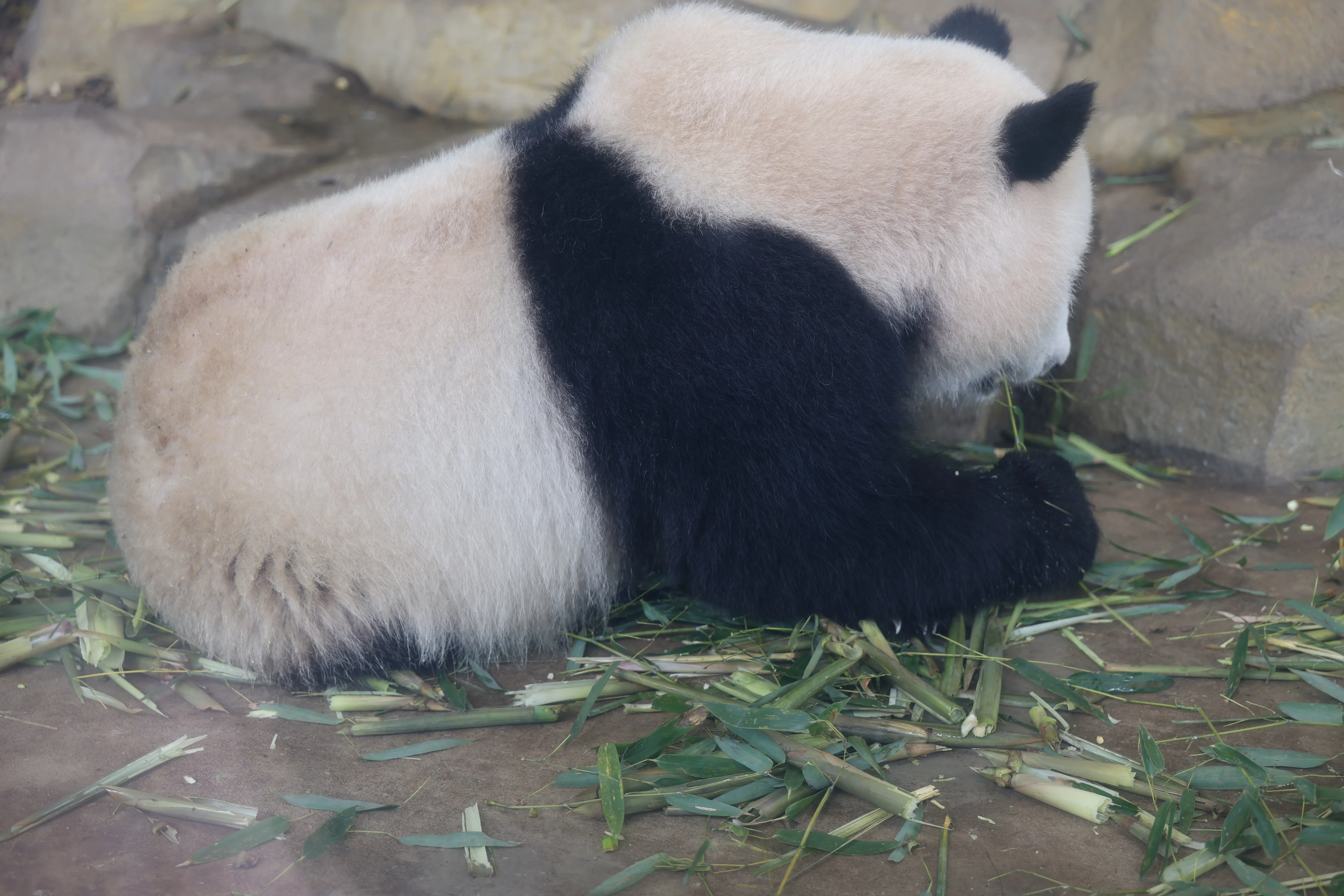 Chengdu Research Base of Giant Panda Breeding