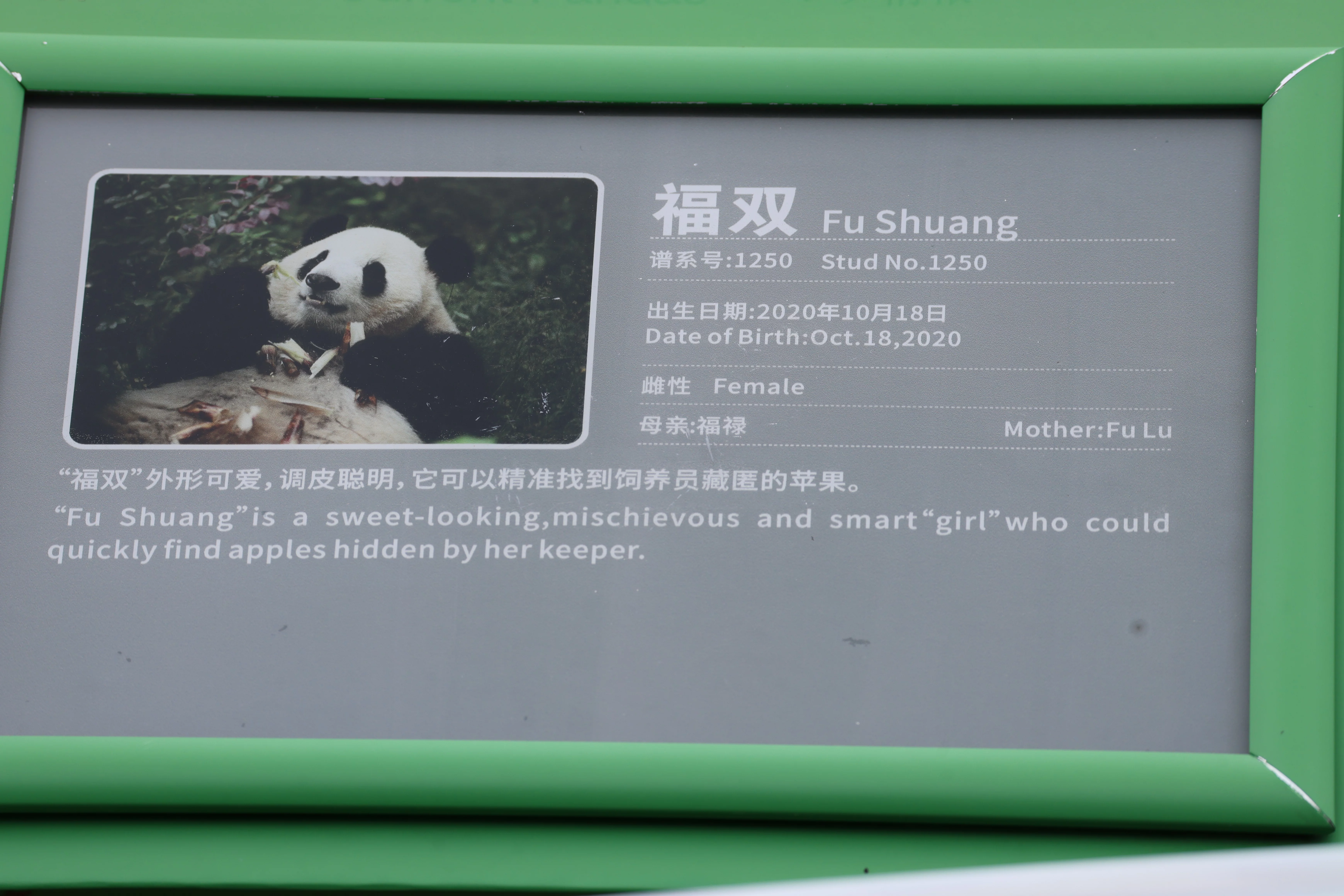 Chengdu Research Base of Giant Panda Breeding