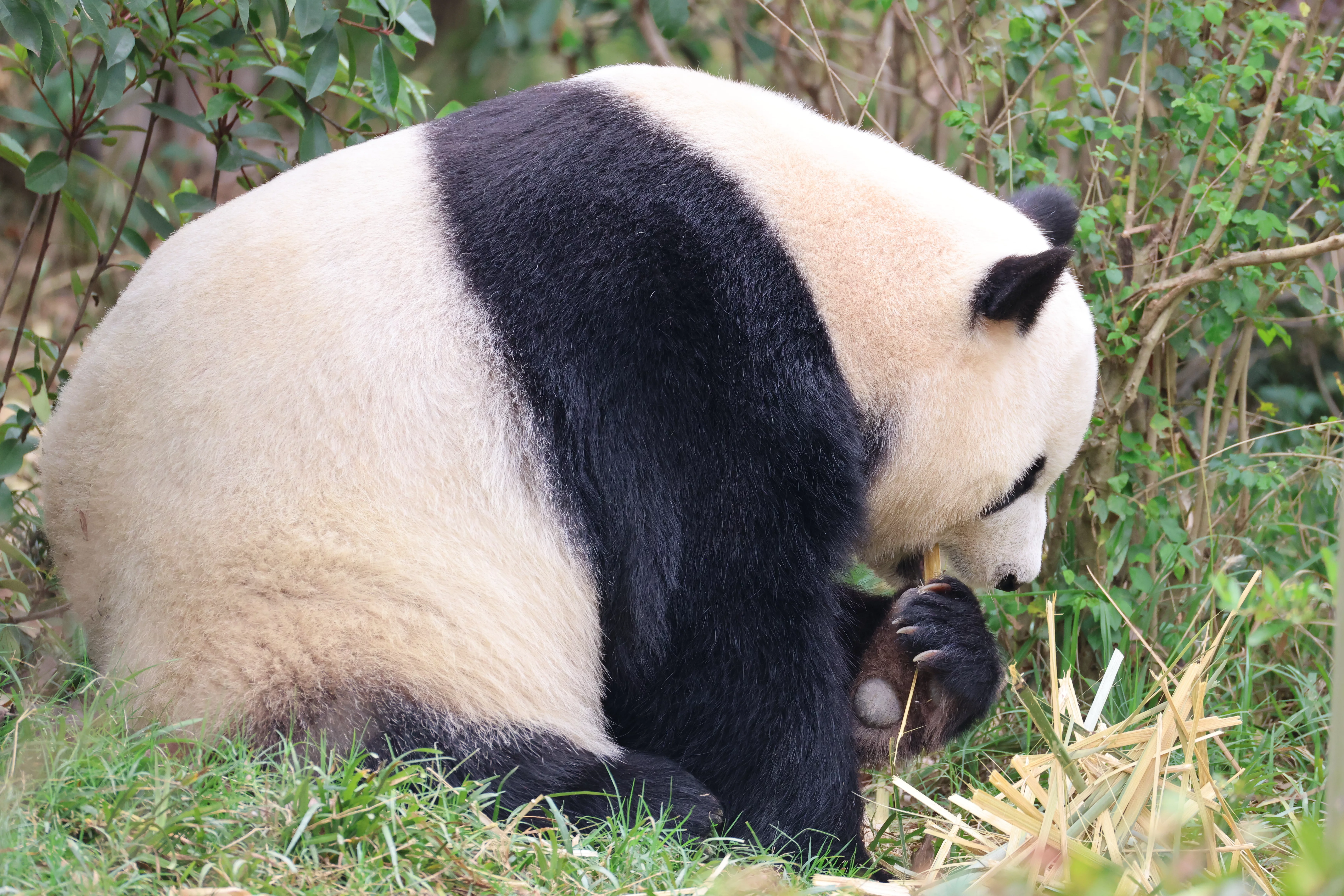 Chengdu Research Base of Giant Panda Breeding