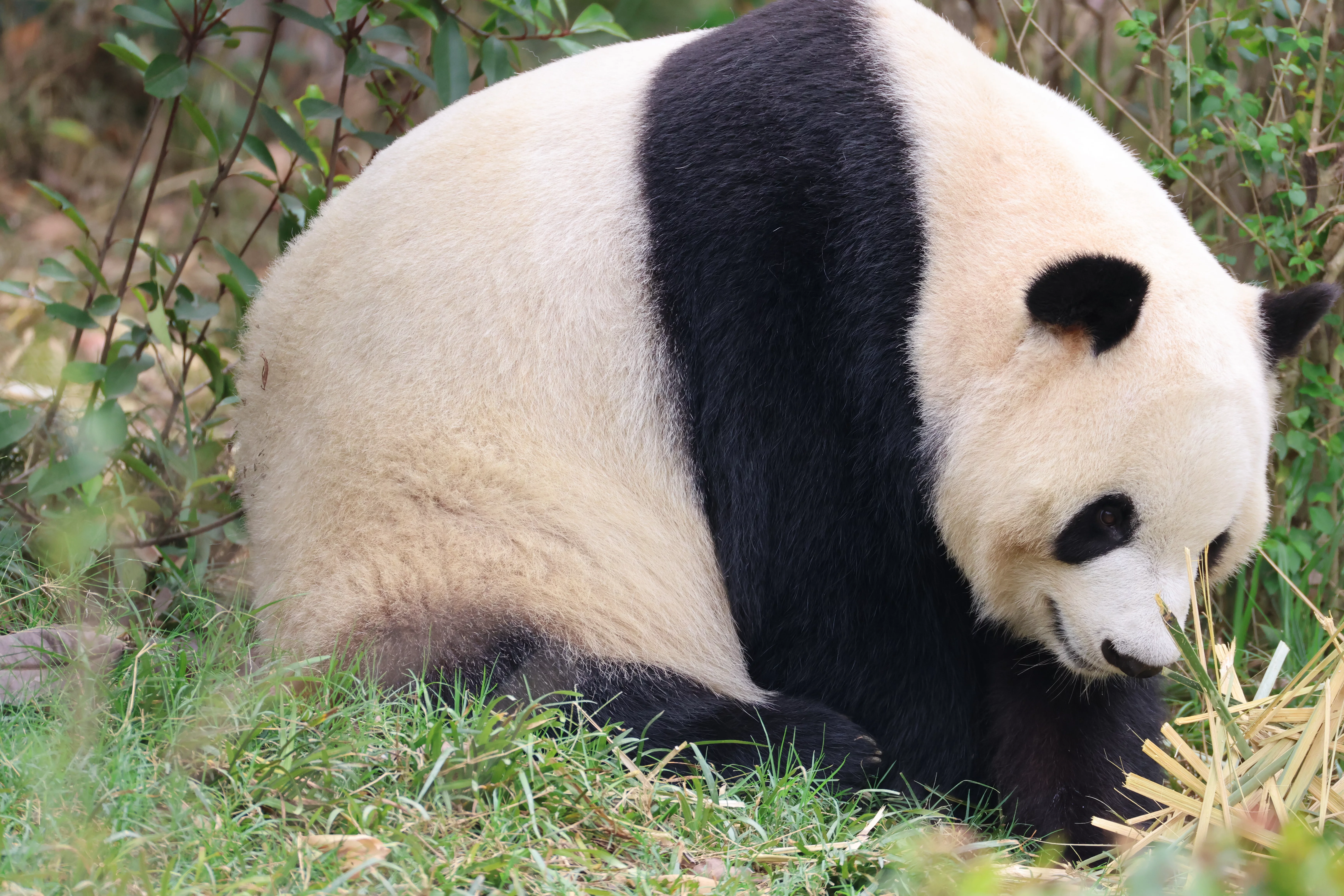 Chengdu Research Base of Giant Panda Breeding