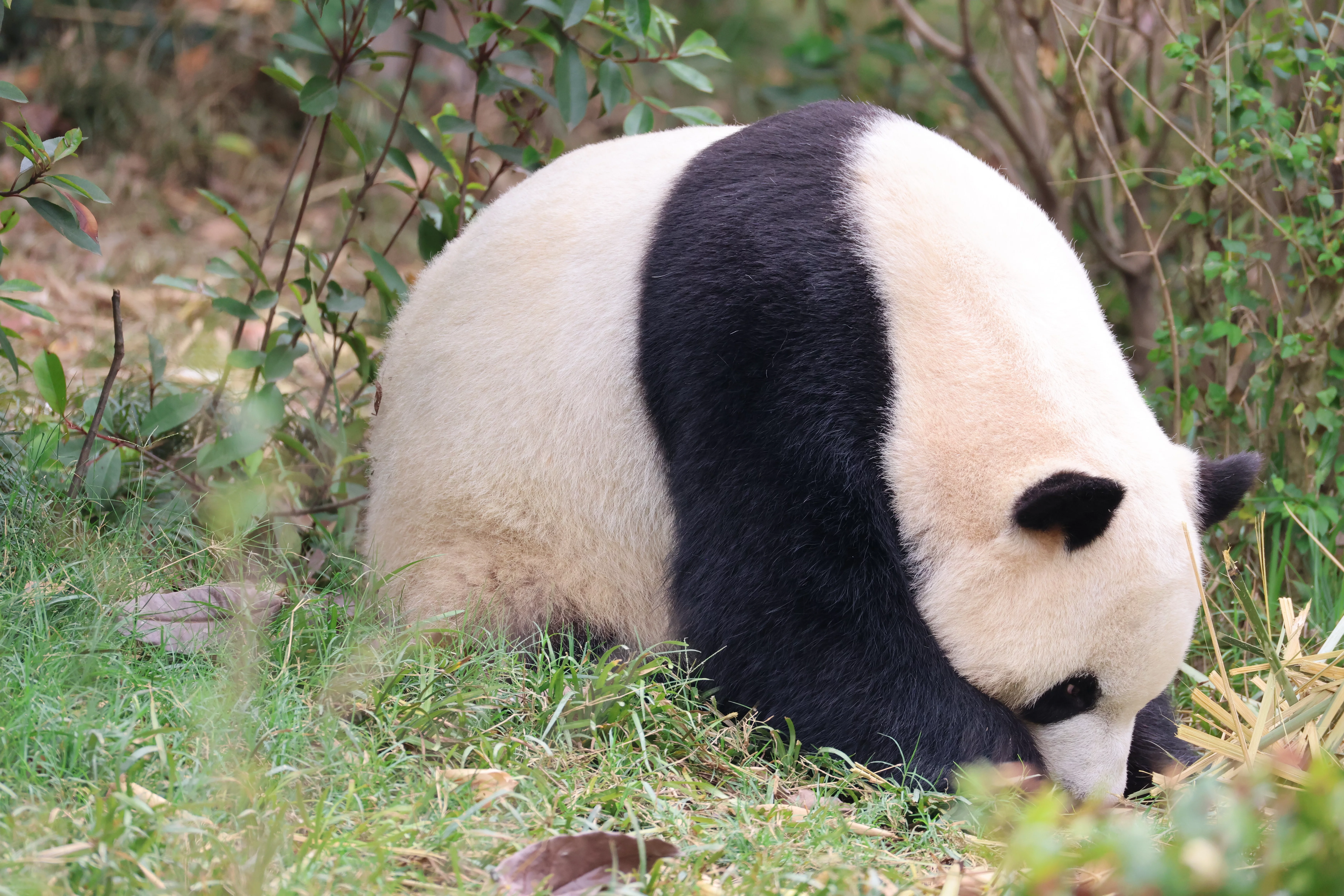 Chengdu Research Base of Giant Panda Breeding