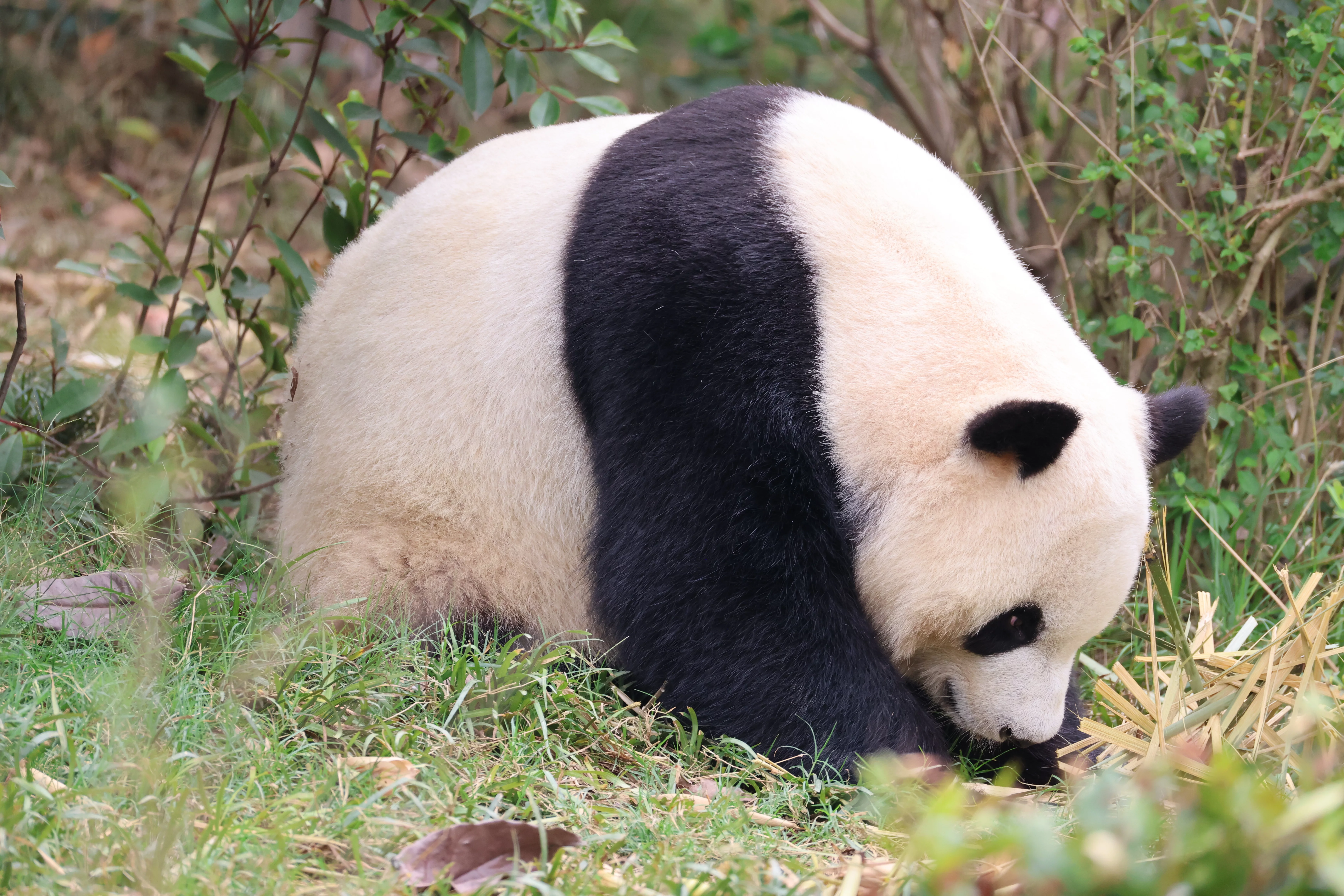Chengdu Research Base of Giant Panda Breeding