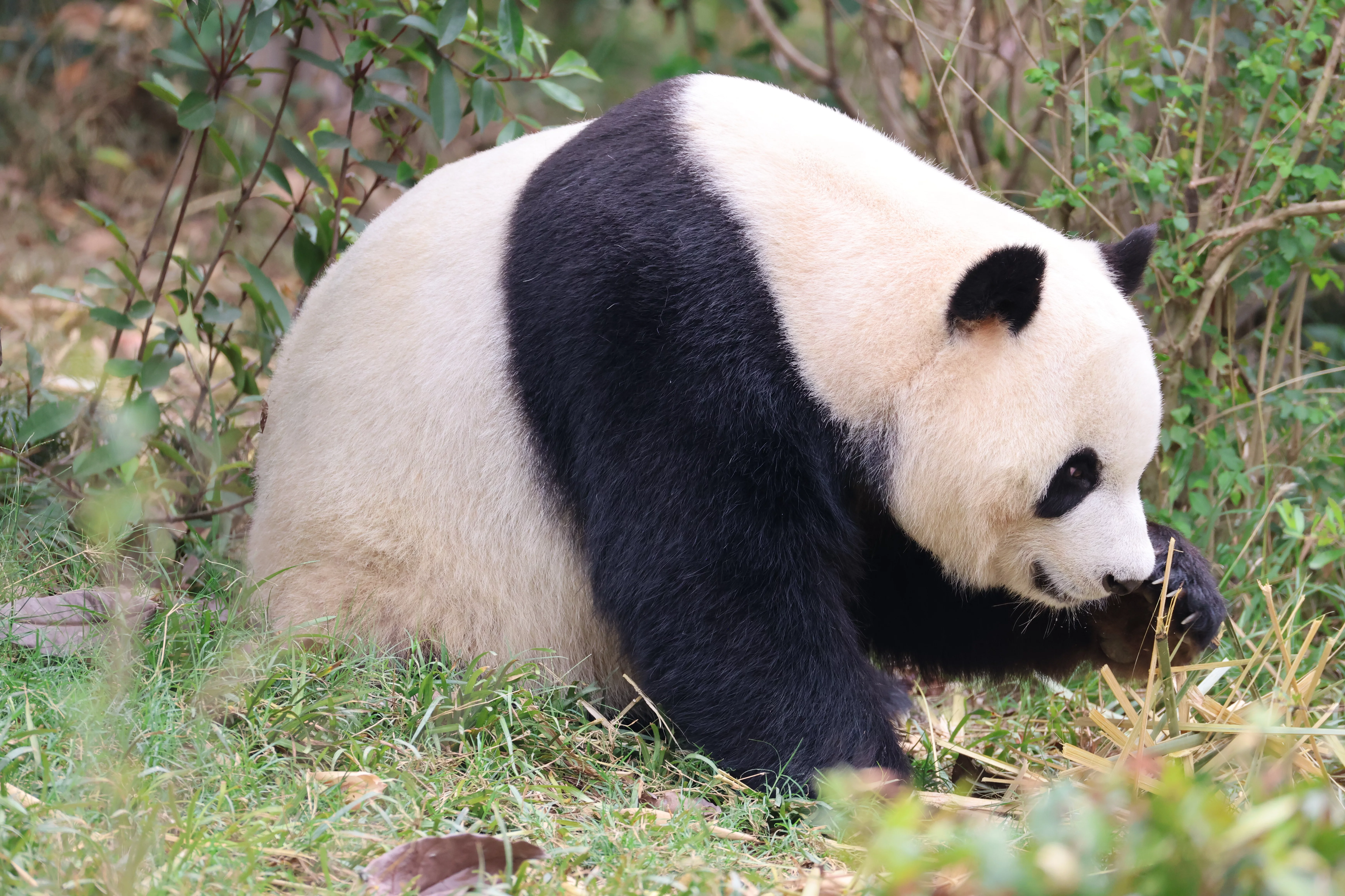 Chengdu Research Base of Giant Panda Breeding