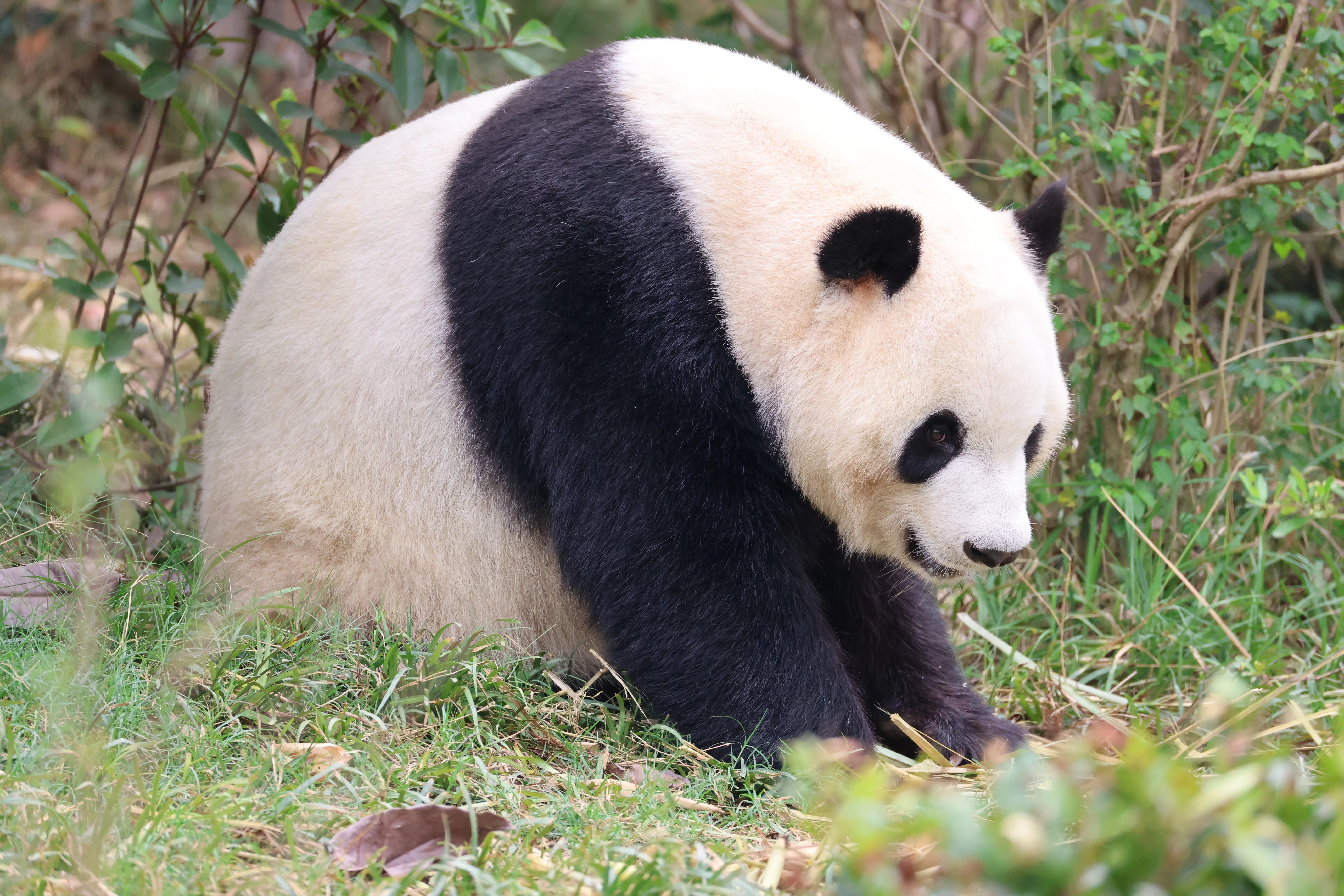 Chengdu Research Base of Giant Panda Breeding