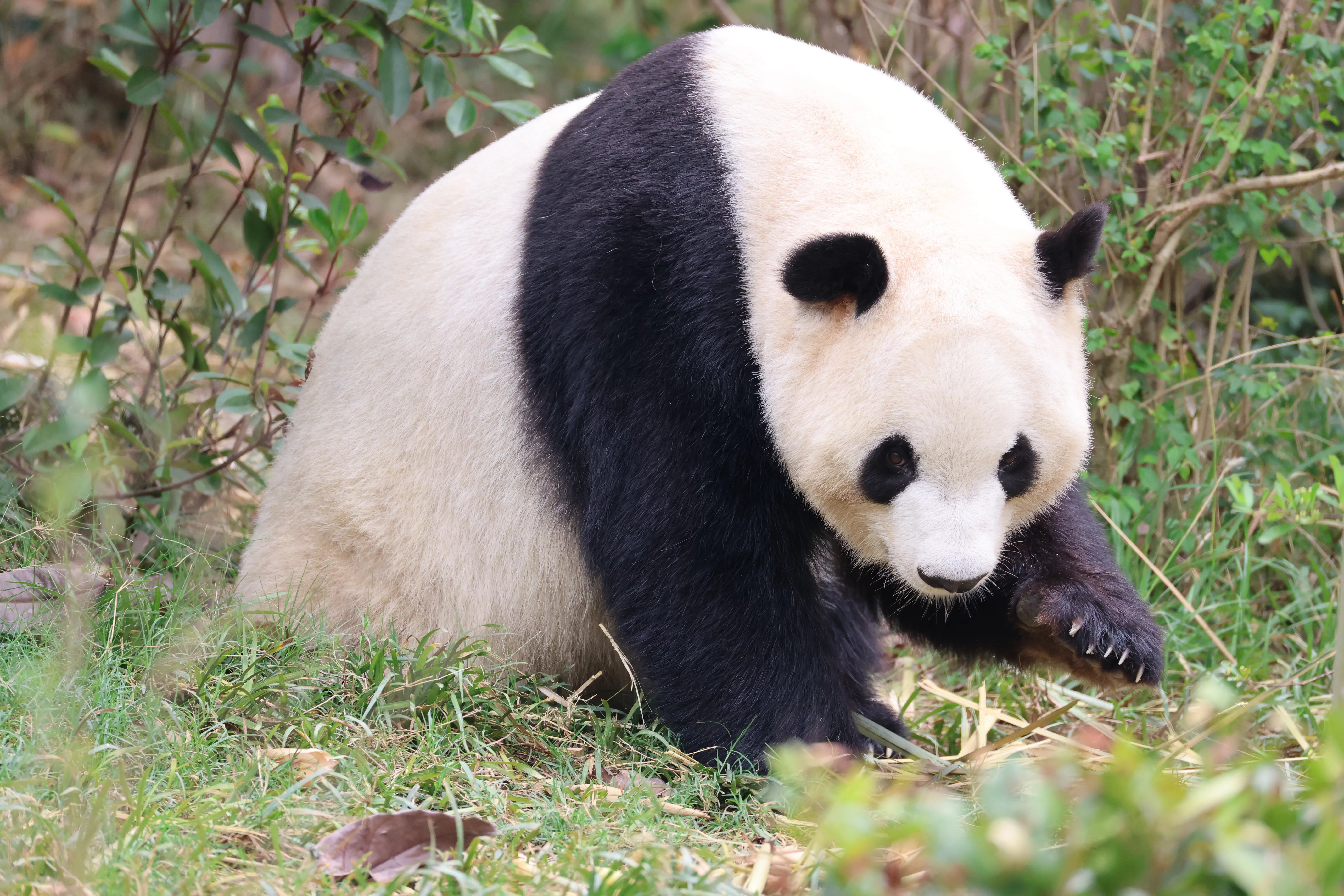 Chengdu Research Base of Giant Panda Breeding