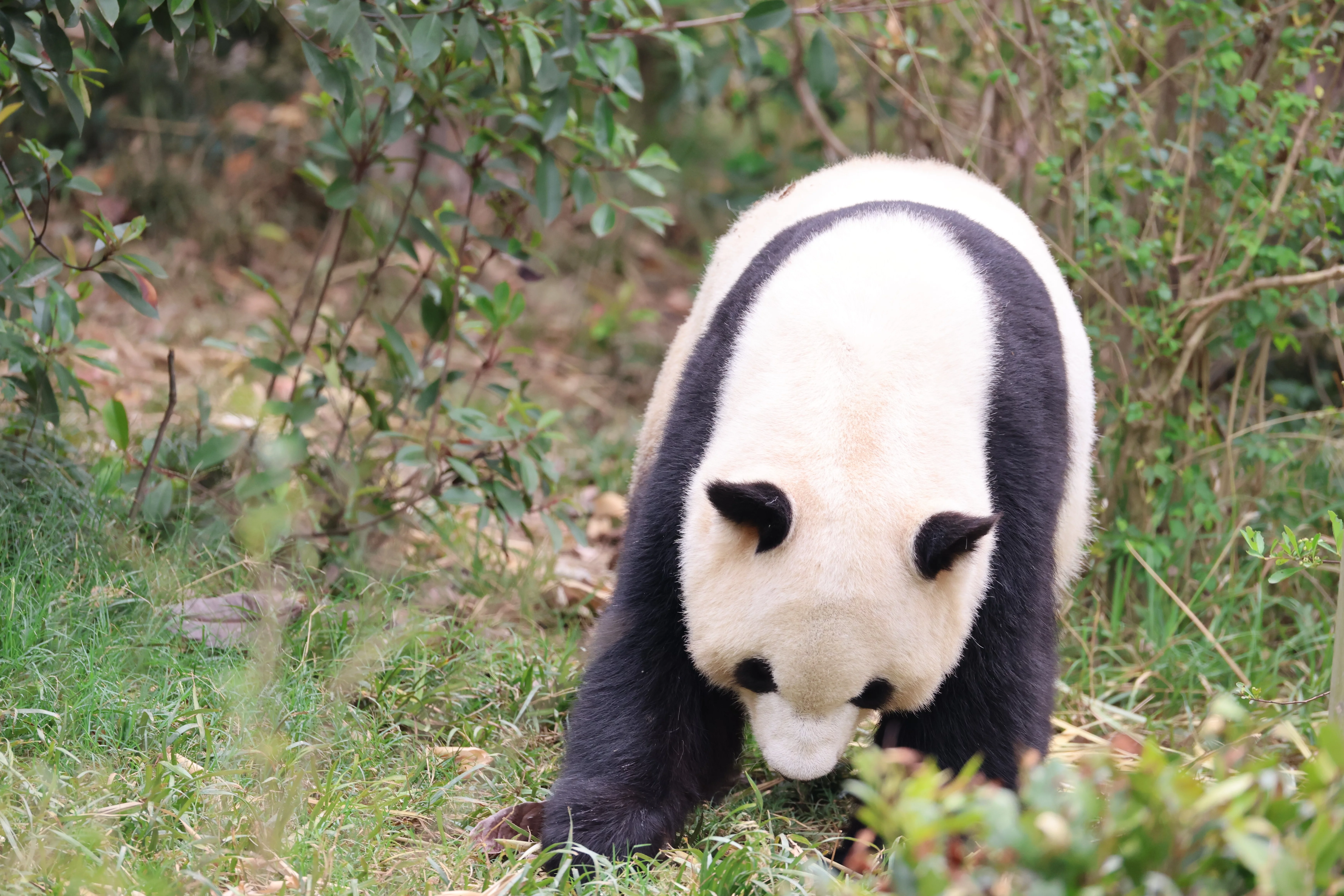 Chengdu Research Base of Giant Panda Breeding