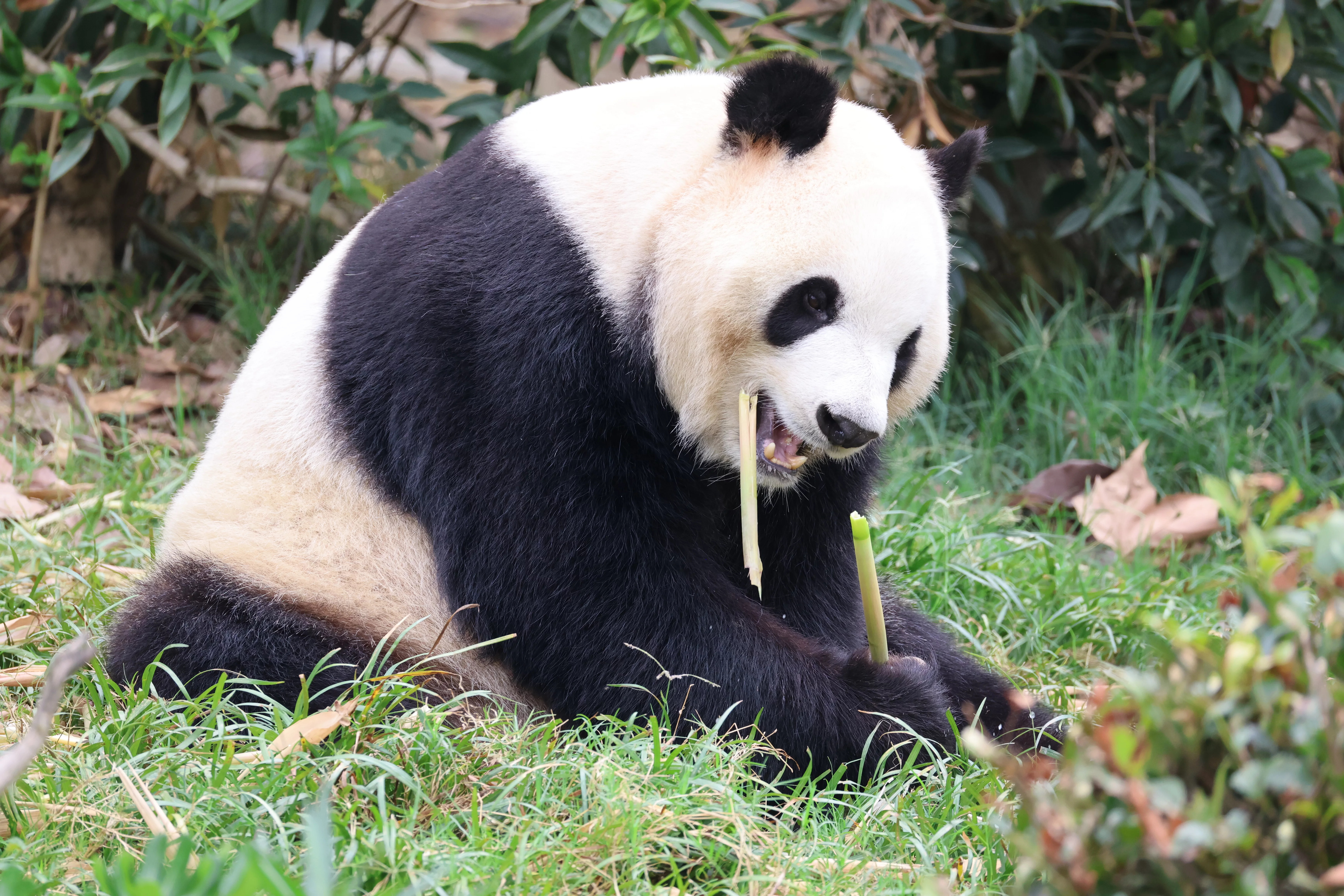 Chengdu Research Base of Giant Panda Breeding