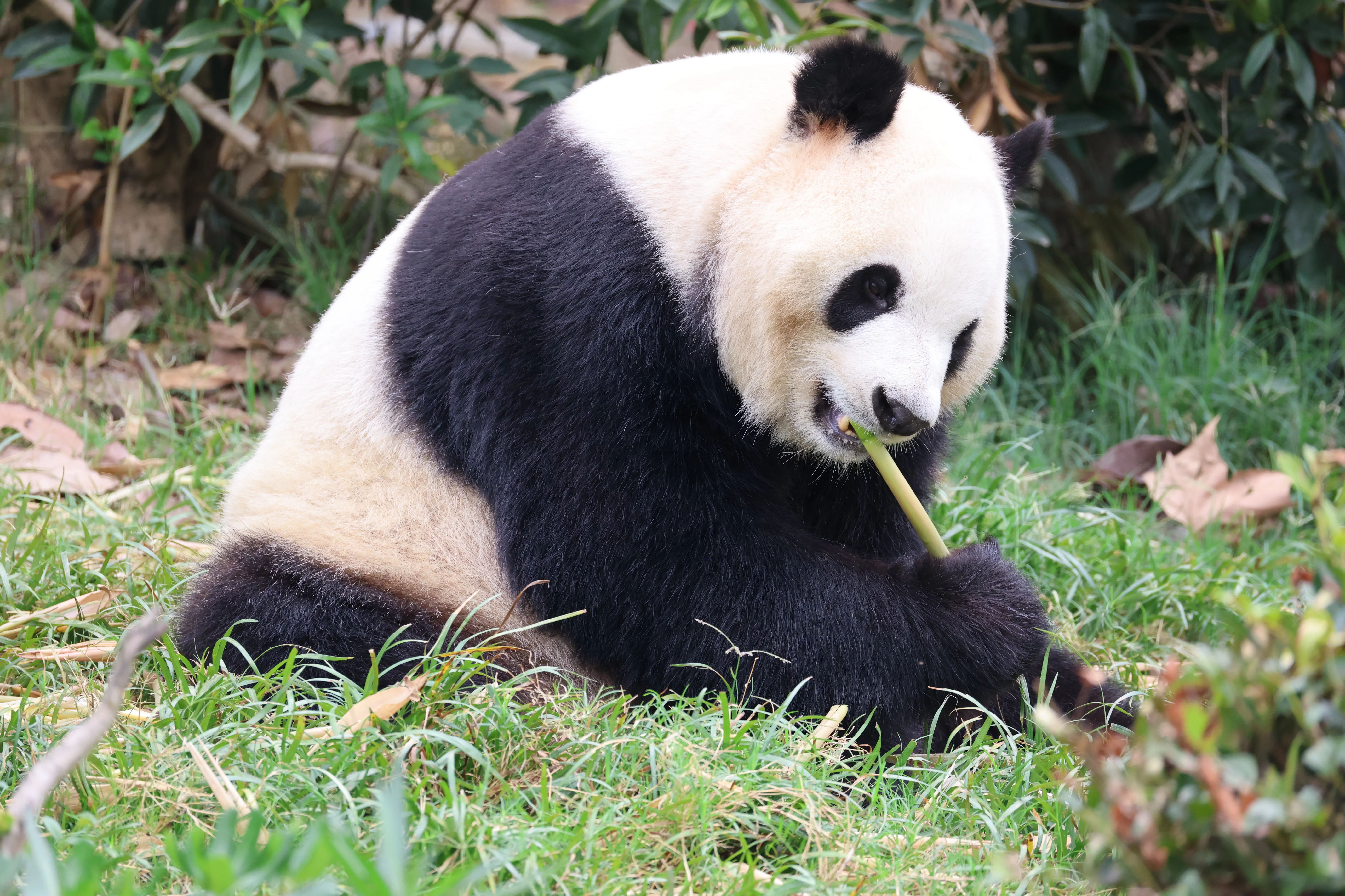 Chengdu Research Base of Giant Panda Breeding