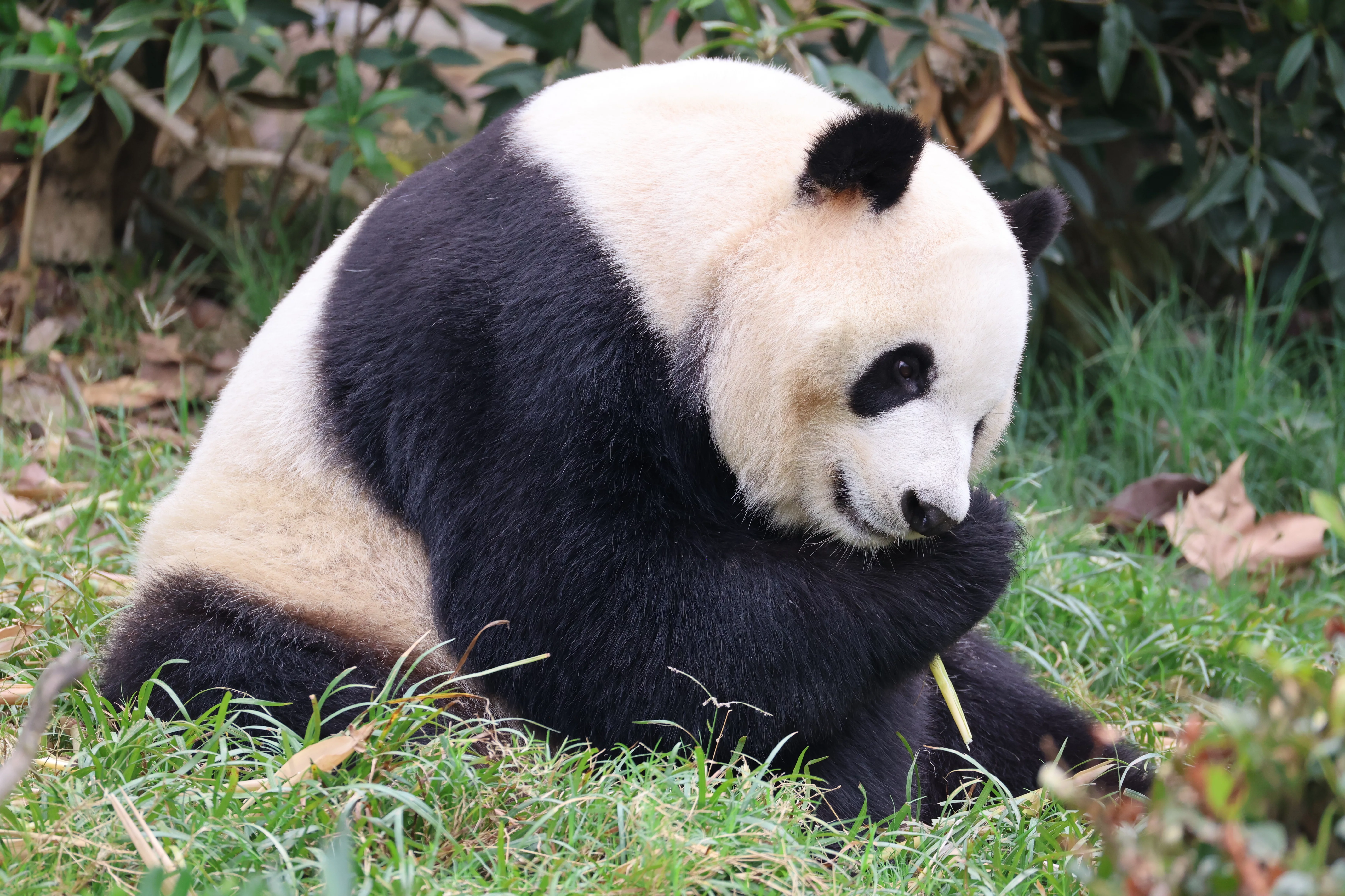 Chengdu Research Base of Giant Panda Breeding