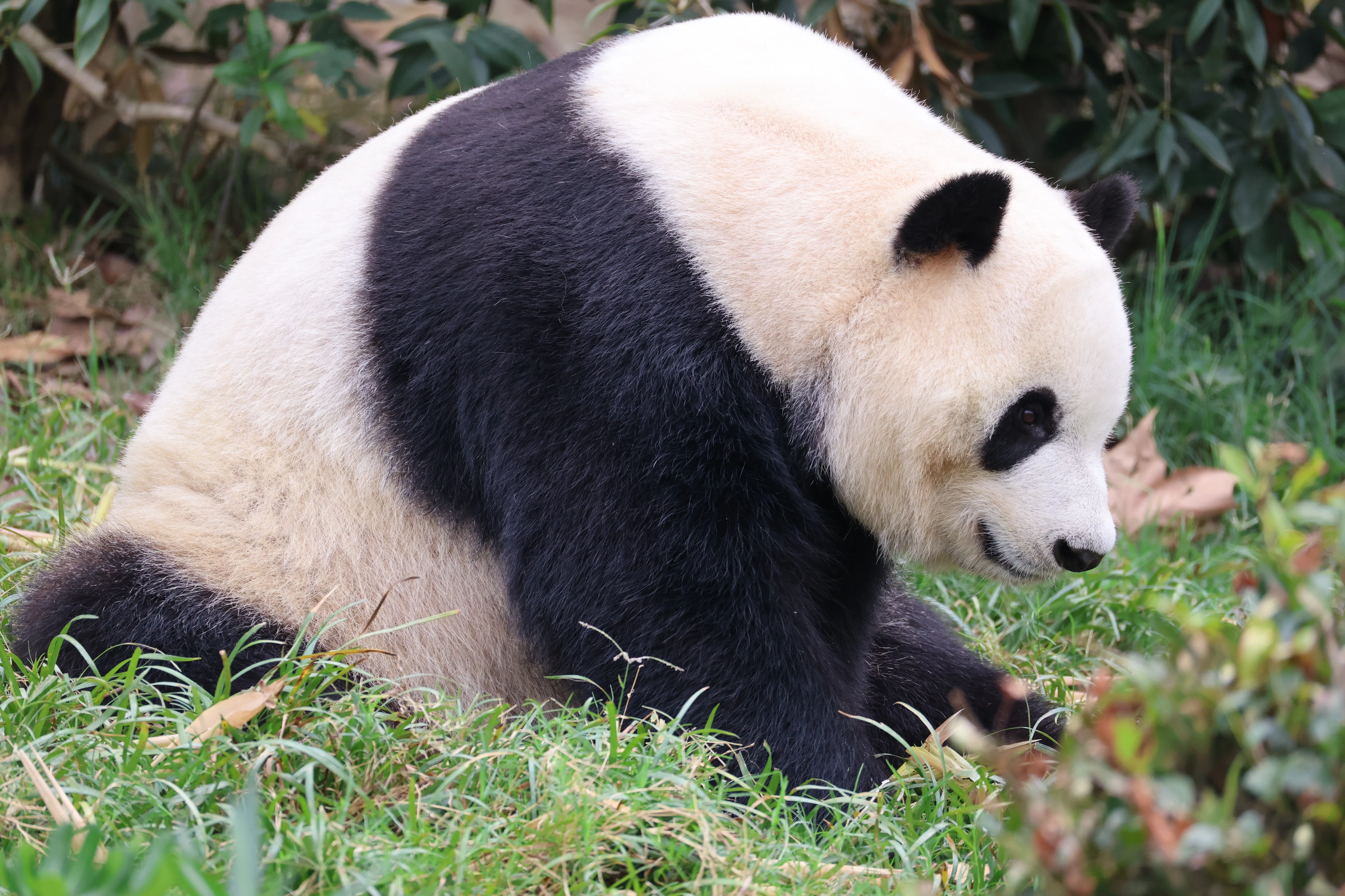 Chengdu Research Base of Giant Panda Breeding