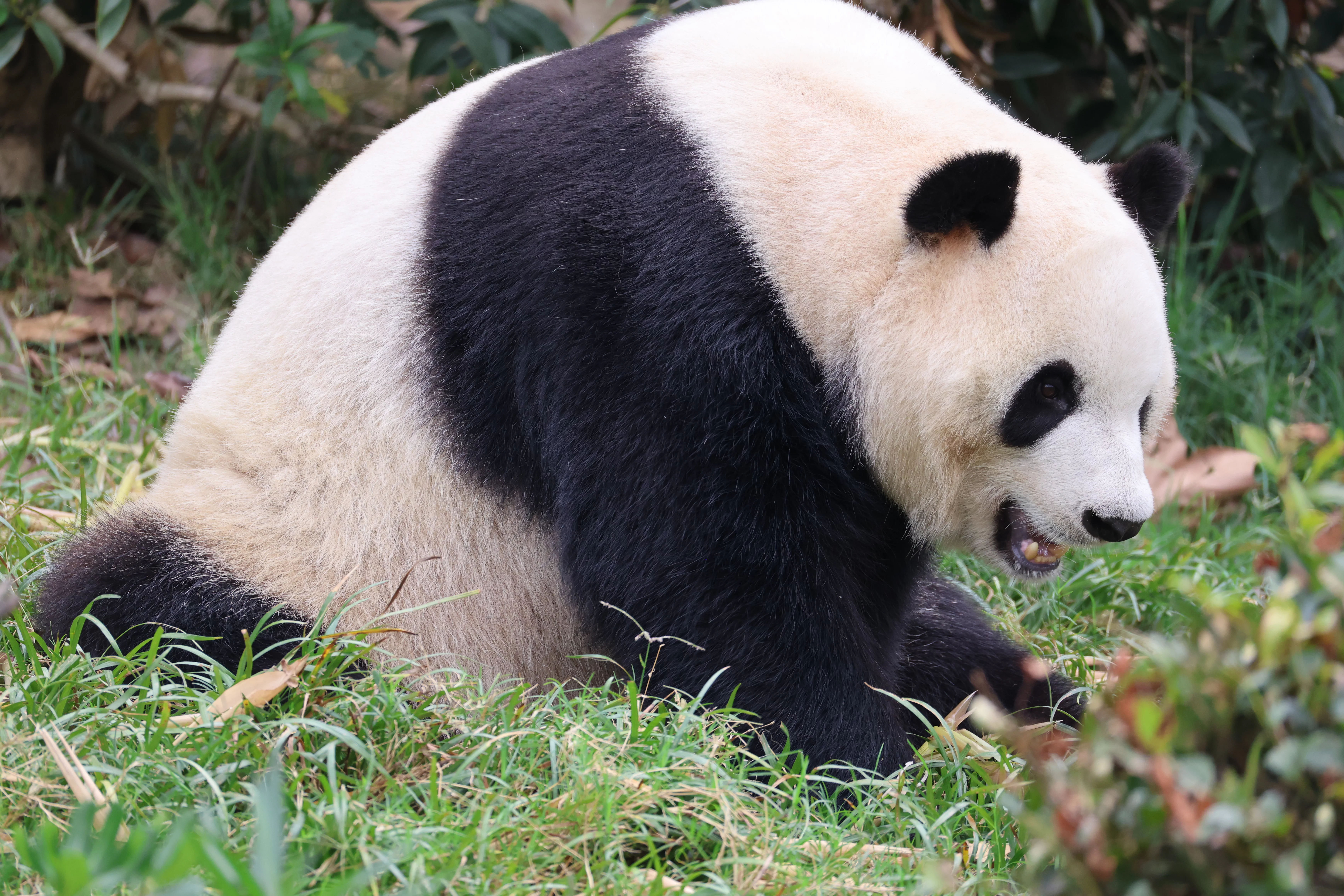 Chengdu Research Base of Giant Panda Breeding