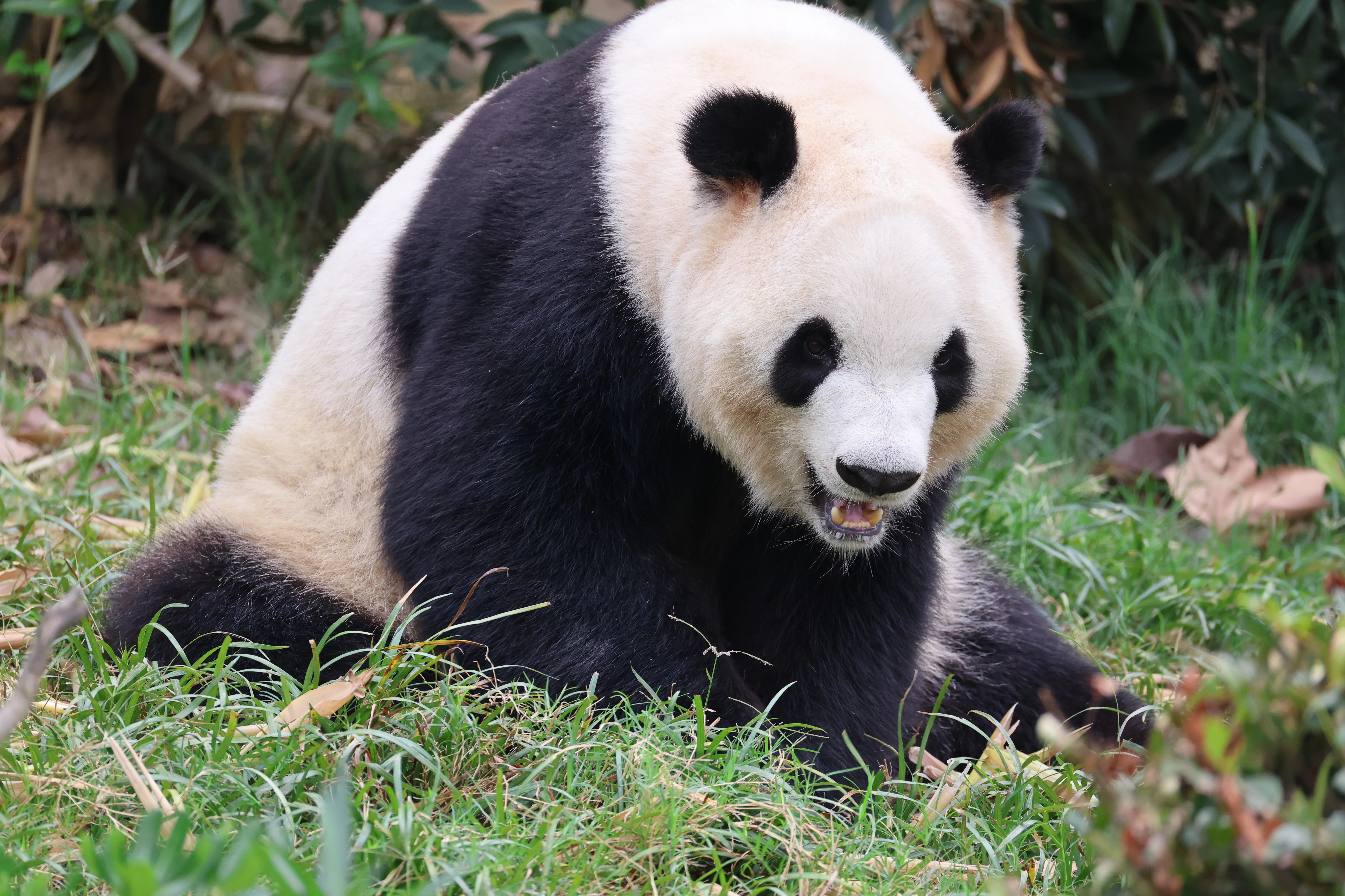 Chengdu Research Base of Giant Panda Breeding