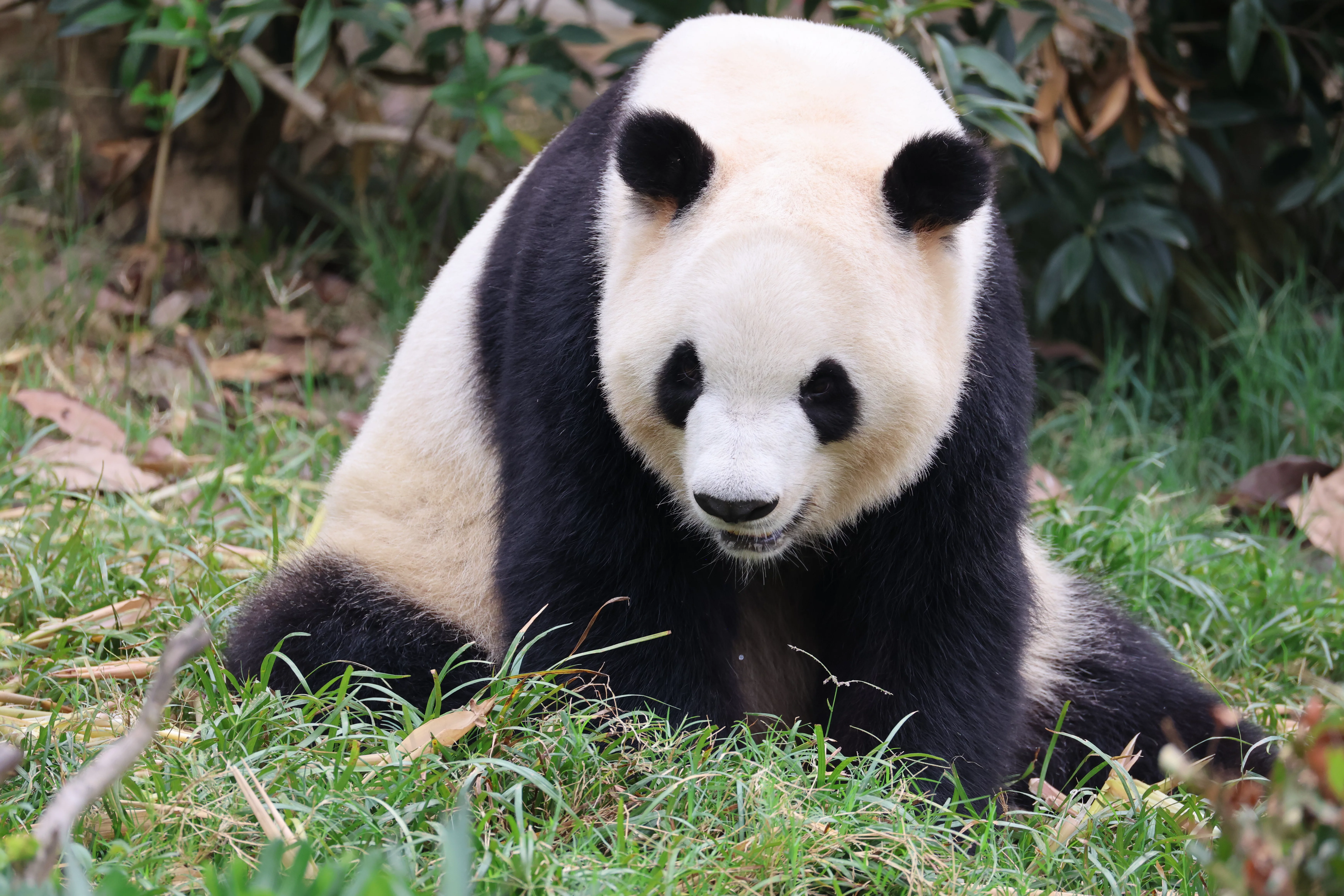 Chengdu Research Base of Giant Panda Breeding
