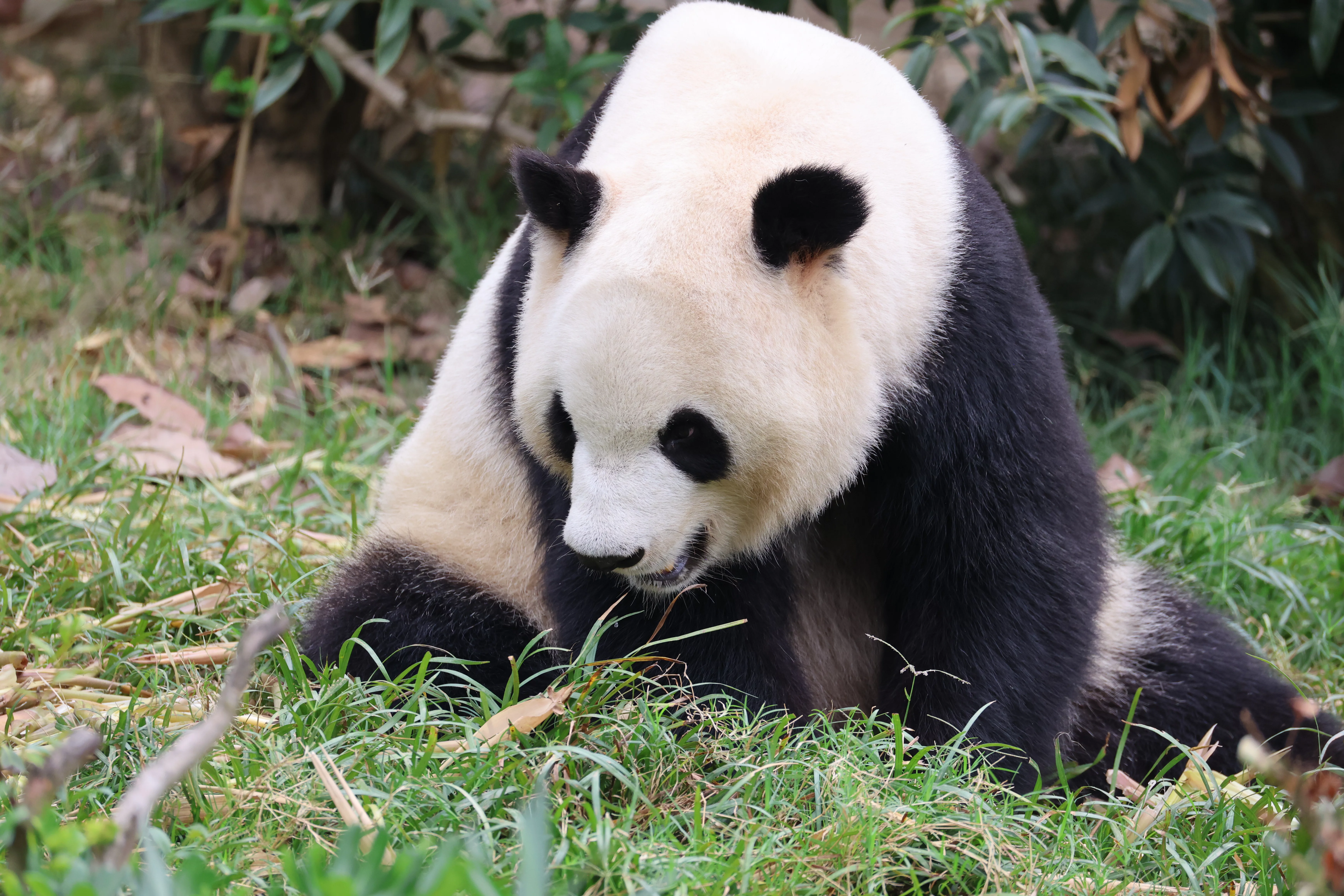 Chengdu Research Base of Giant Panda Breeding