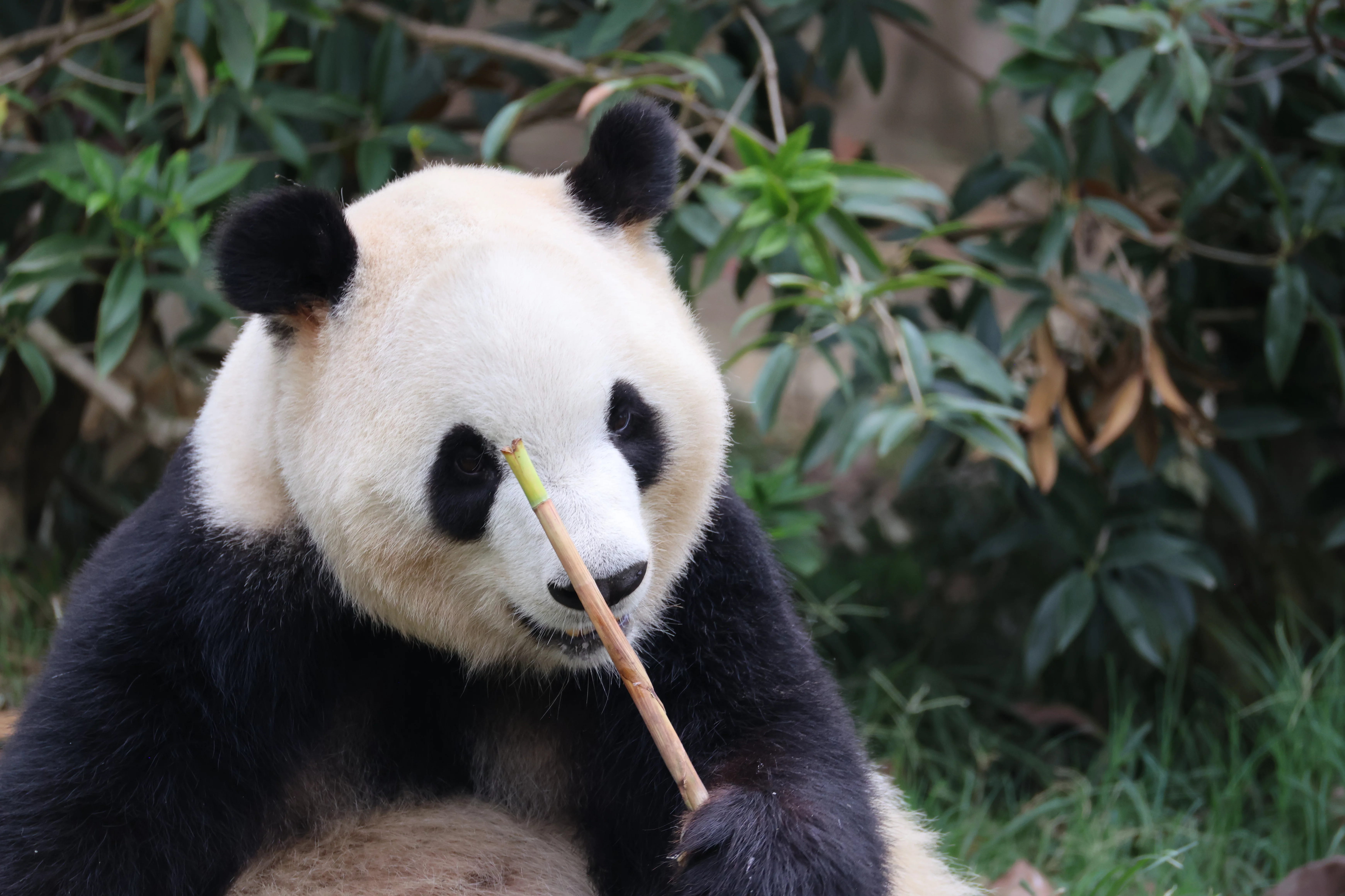 Chengdu Research Base of Giant Panda Breeding