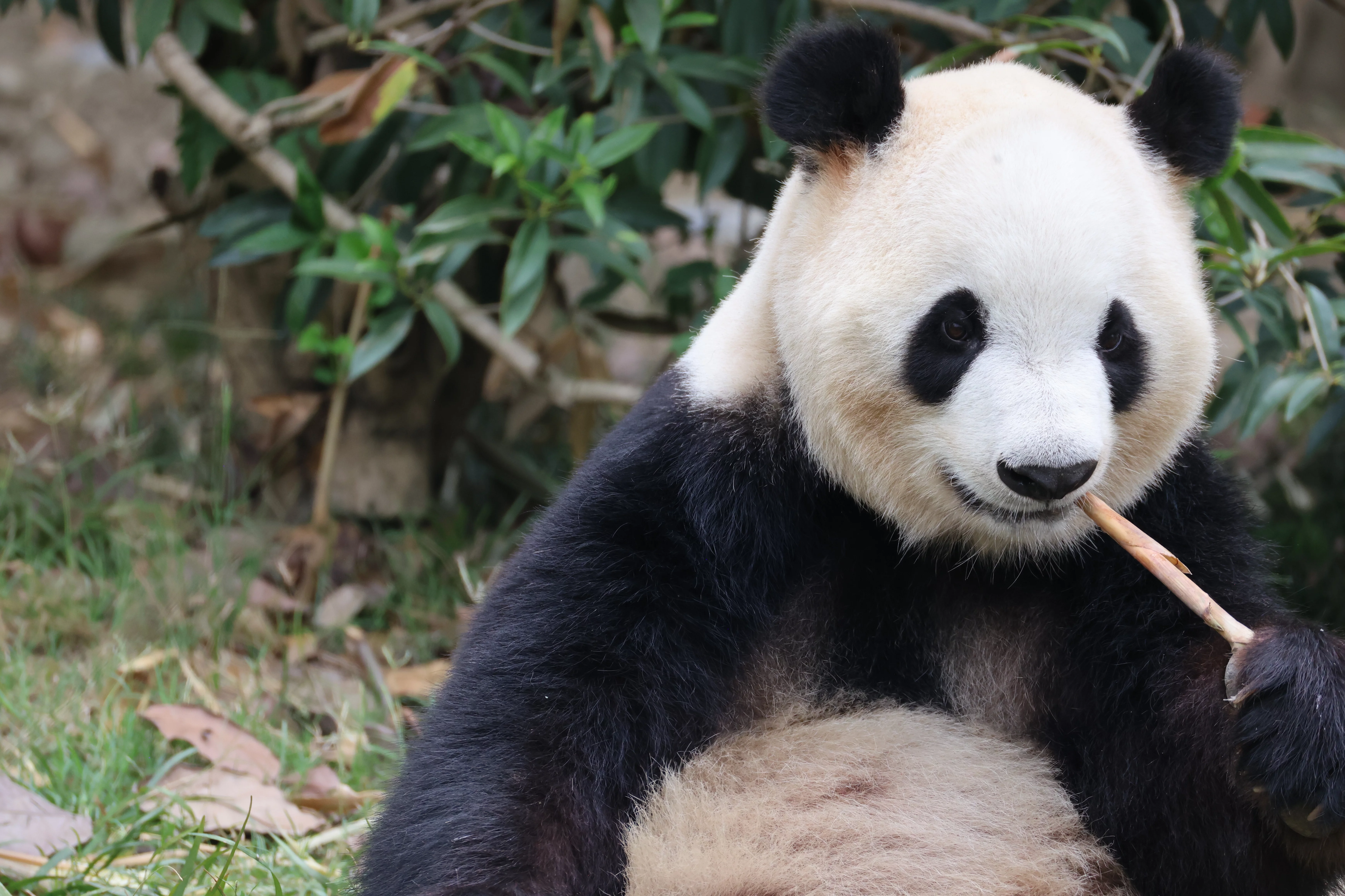 Chengdu Research Base of Giant Panda Breeding