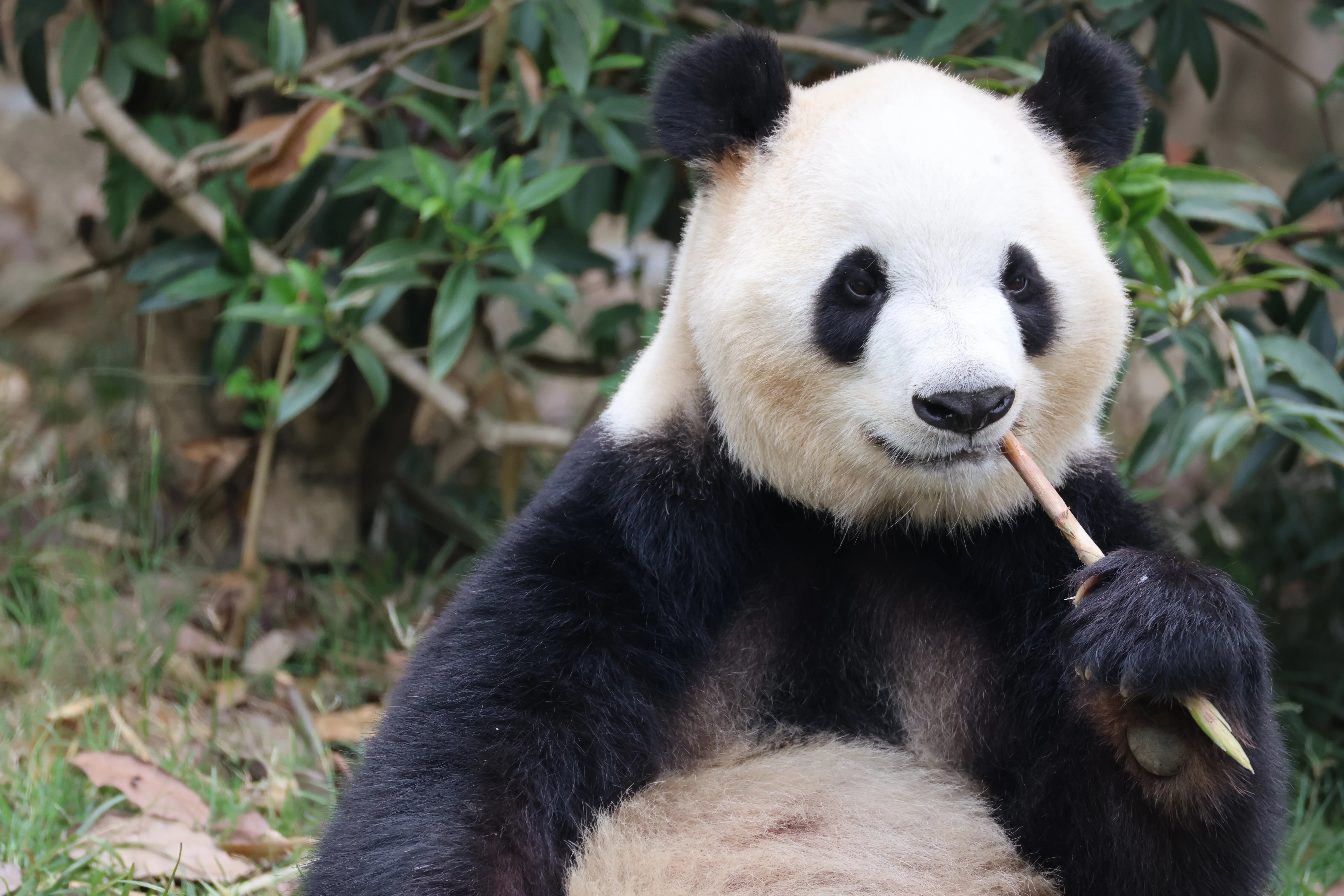 Chengdu Research Base of Giant Panda Breeding