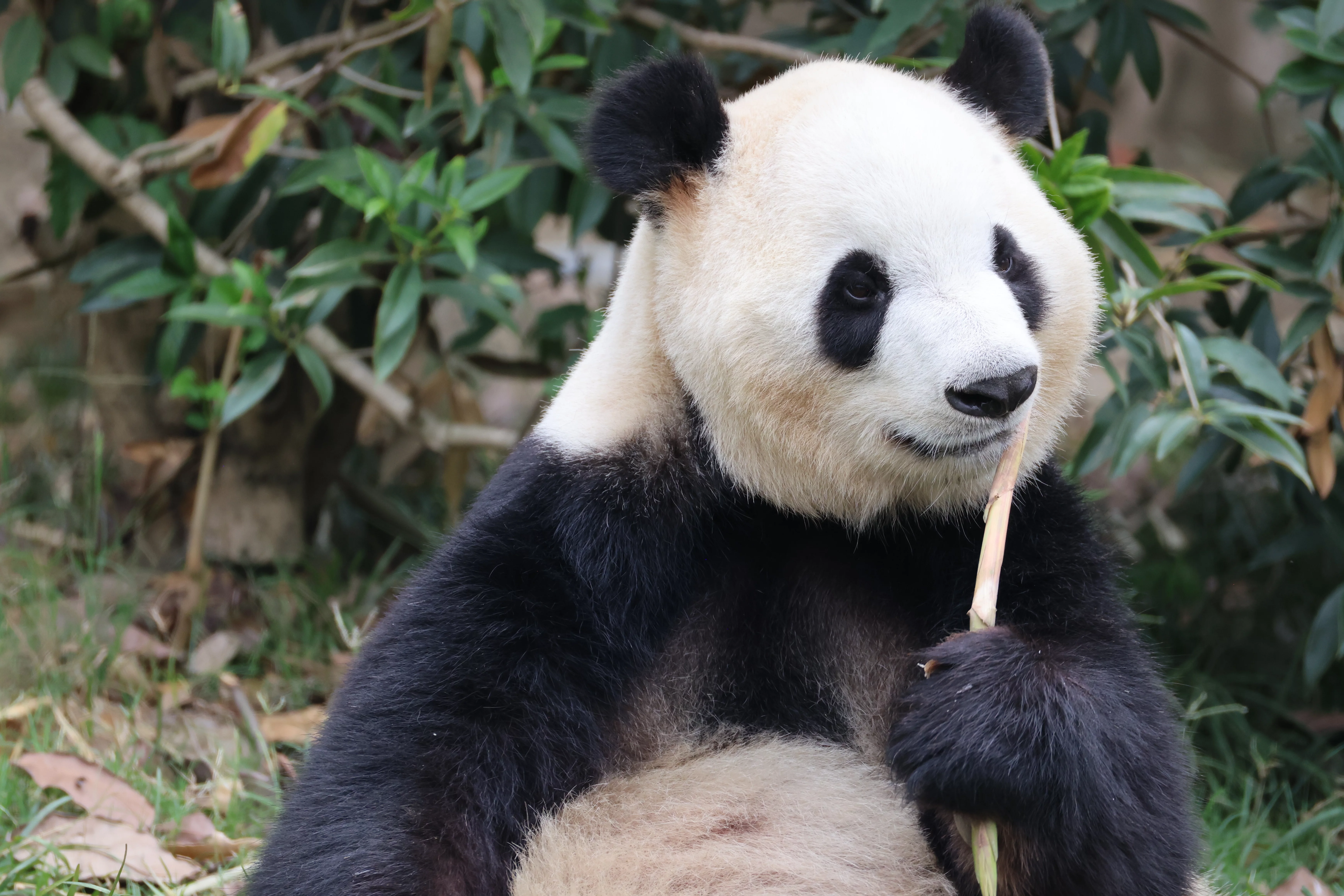 Chengdu Research Base of Giant Panda Breeding