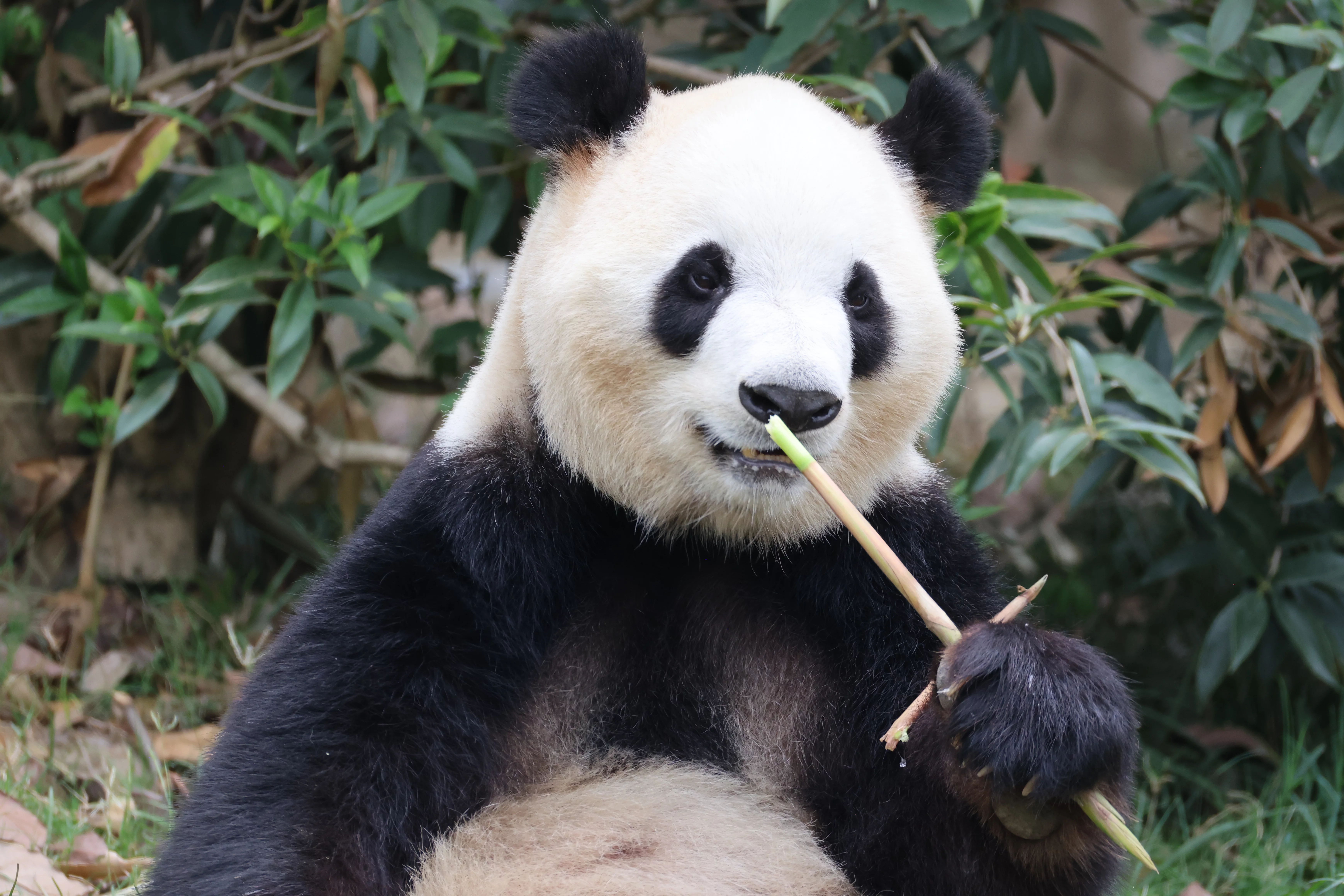 Chengdu Research Base of Giant Panda Breeding