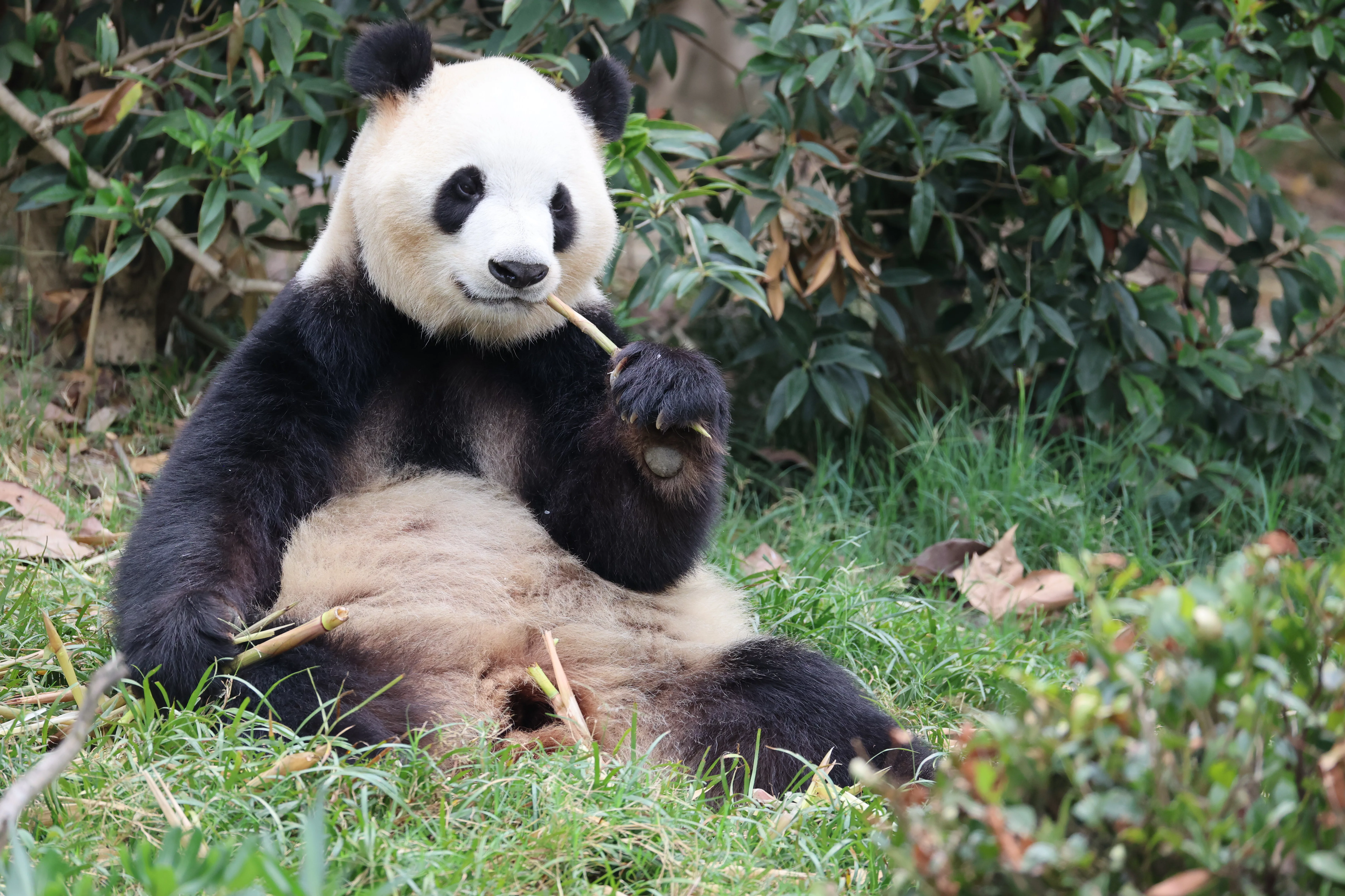 Chengdu Research Base of Giant Panda Breeding