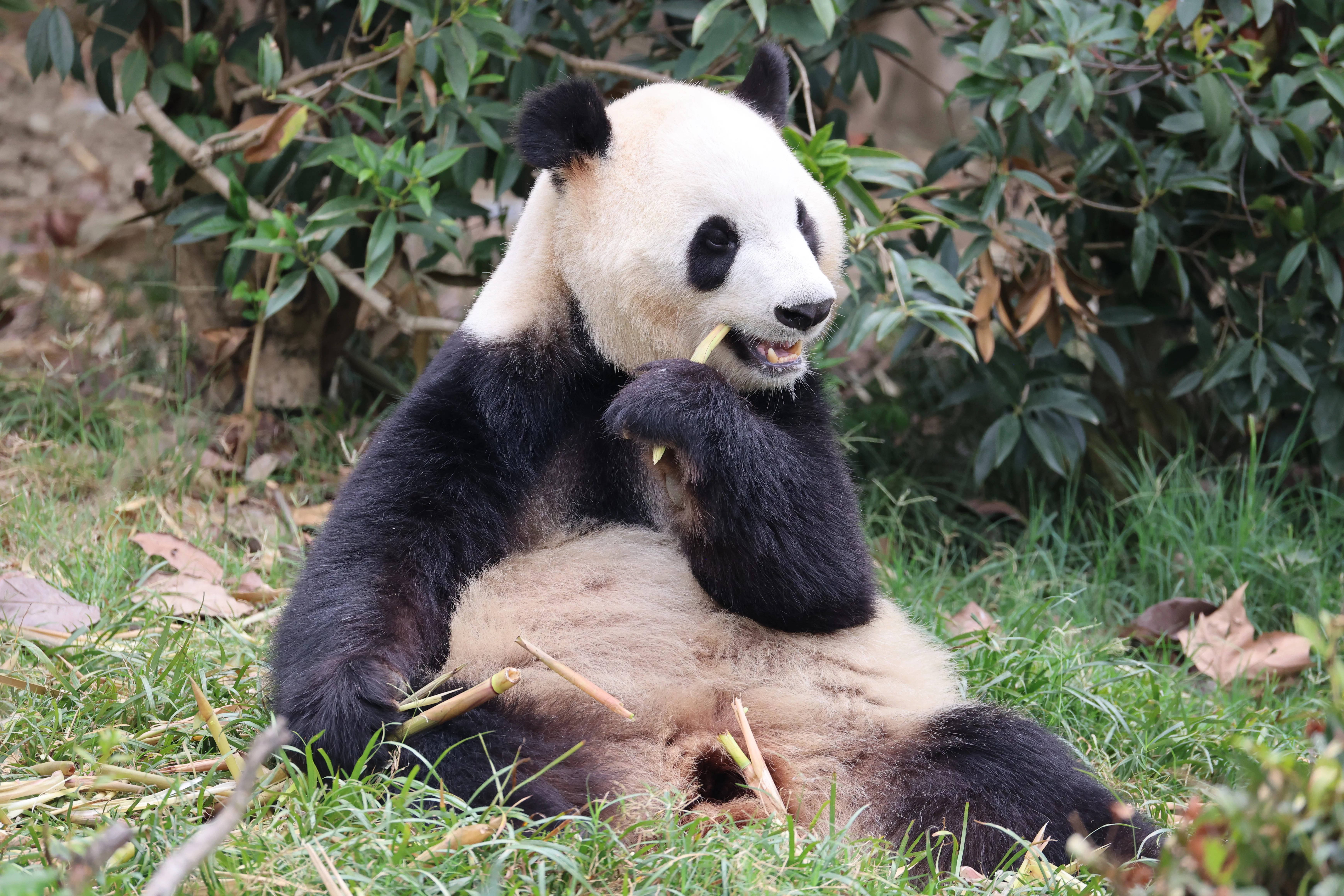 Chengdu Research Base of Giant Panda Breeding