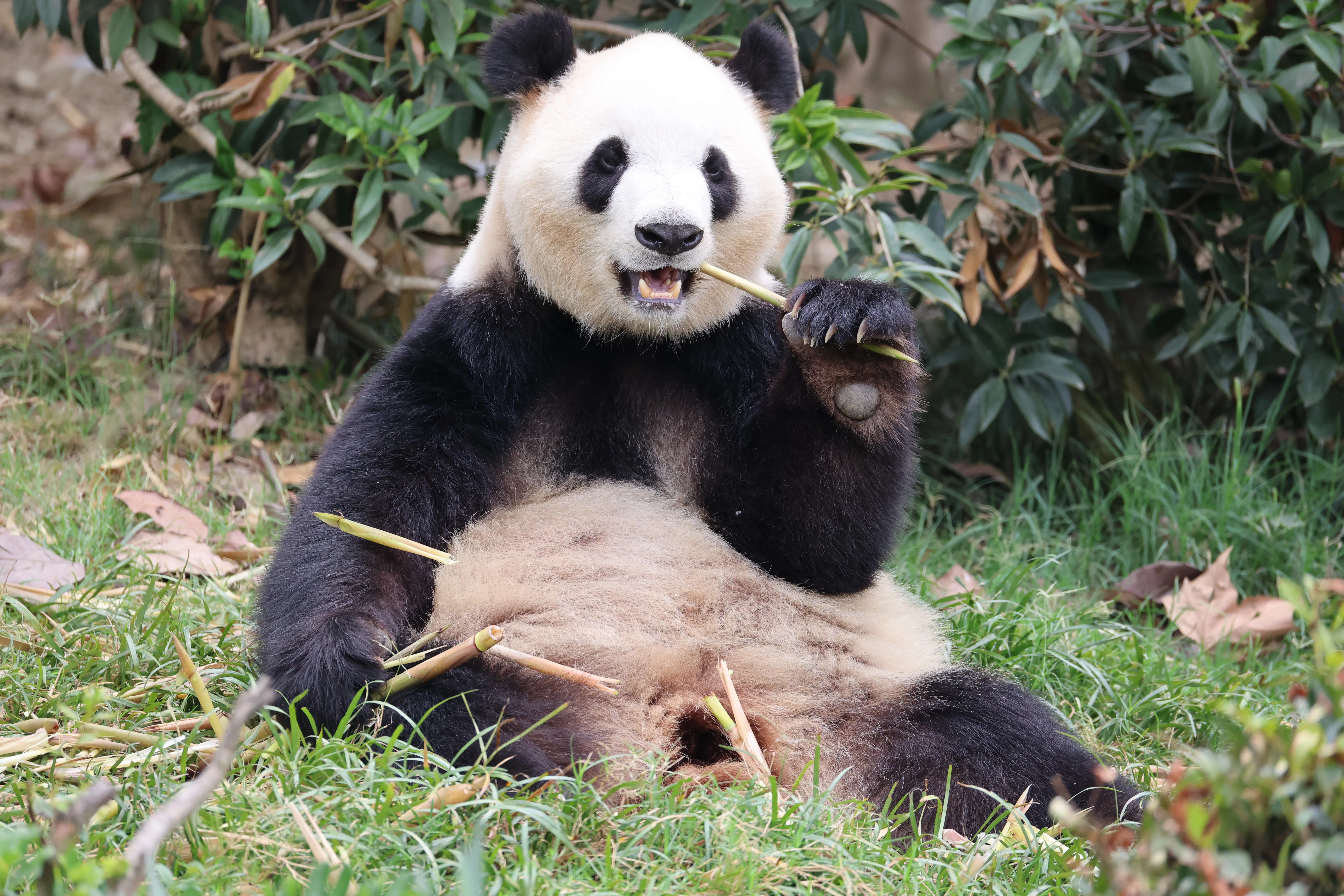 Chengdu Research Base of Giant Panda Breeding