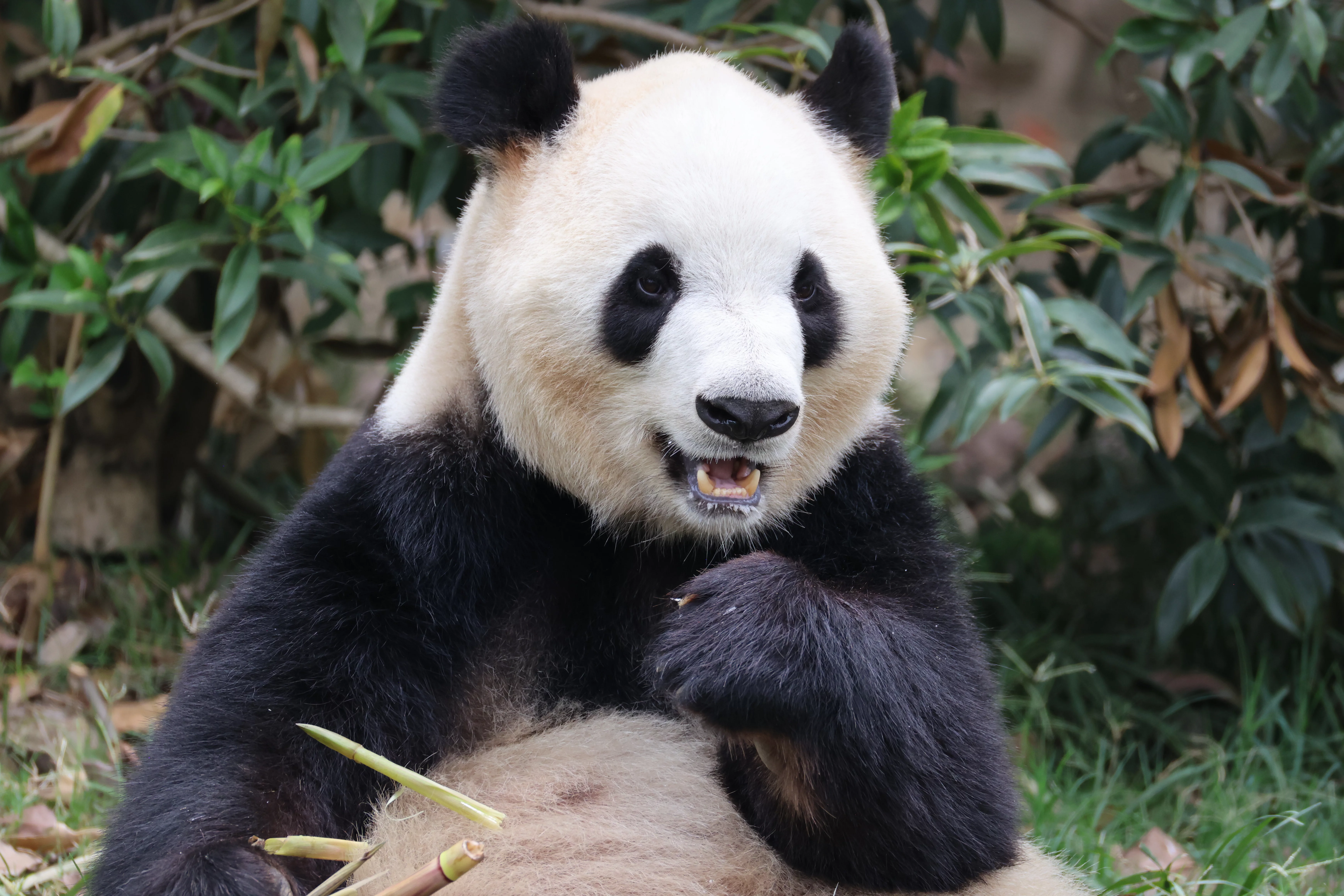 Chengdu Research Base of Giant Panda Breeding