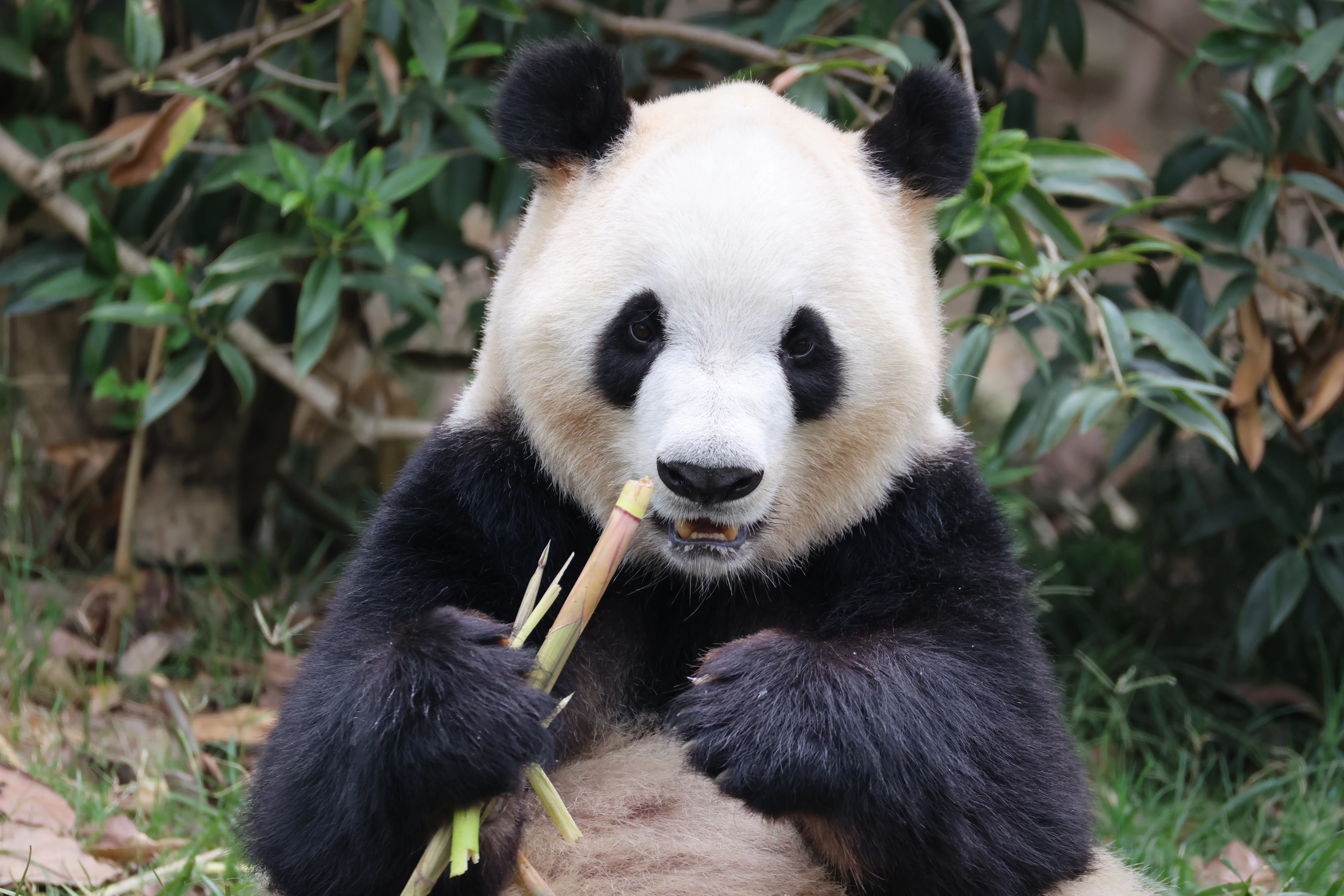 Chengdu Research Base of Giant Panda Breeding