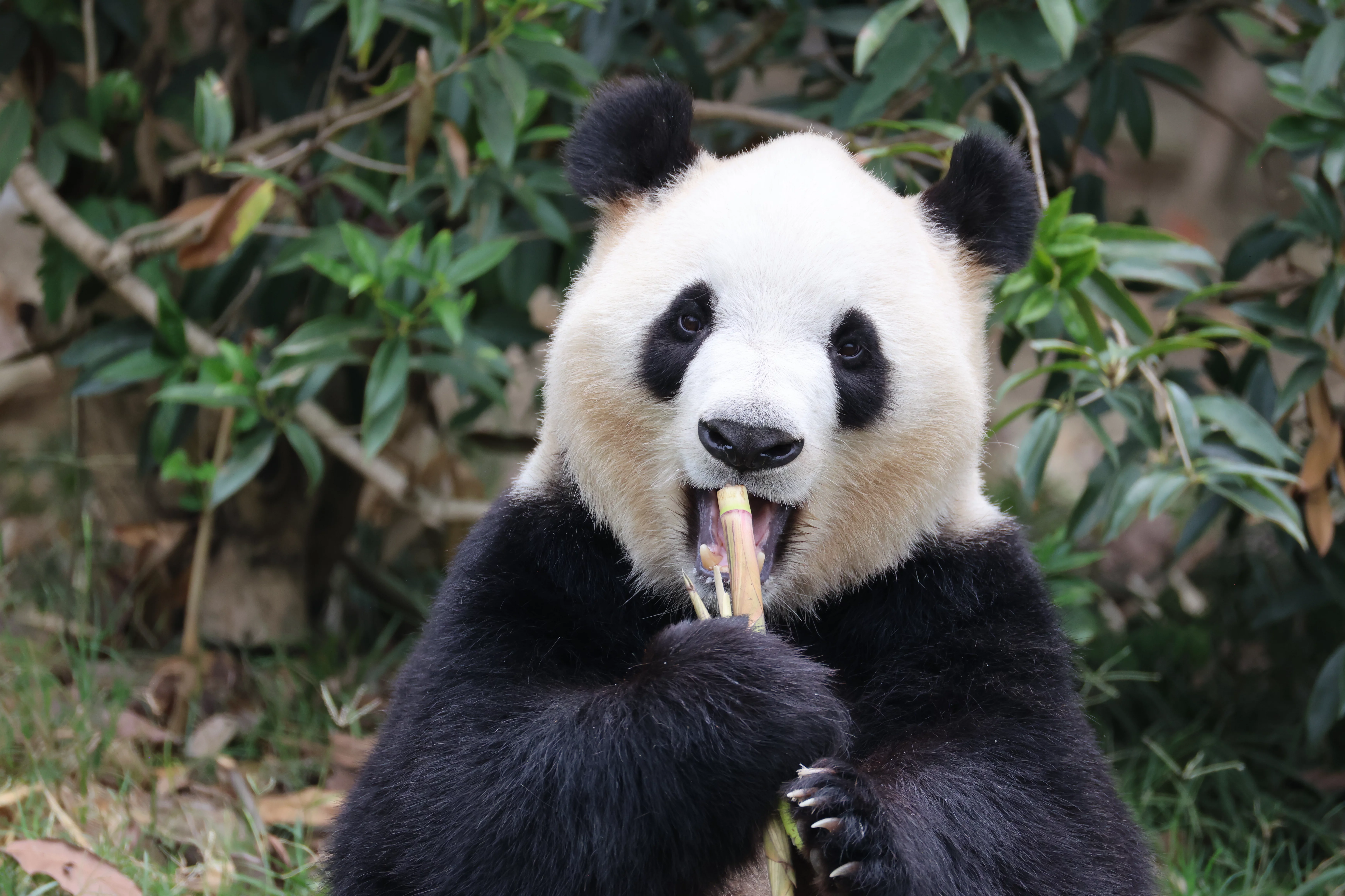 Chengdu Research Base of Giant Panda Breeding