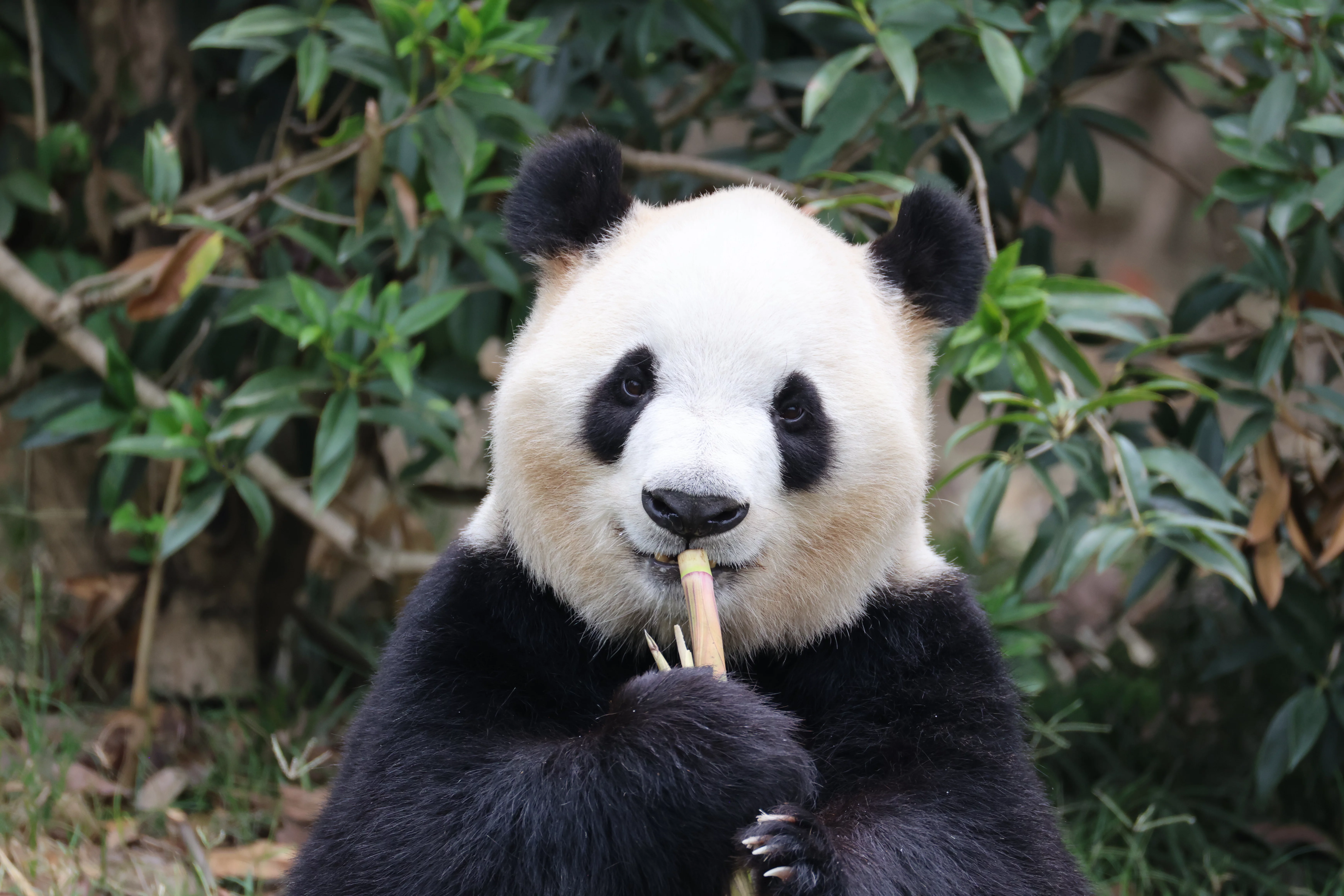 Chengdu Research Base of Giant Panda Breeding