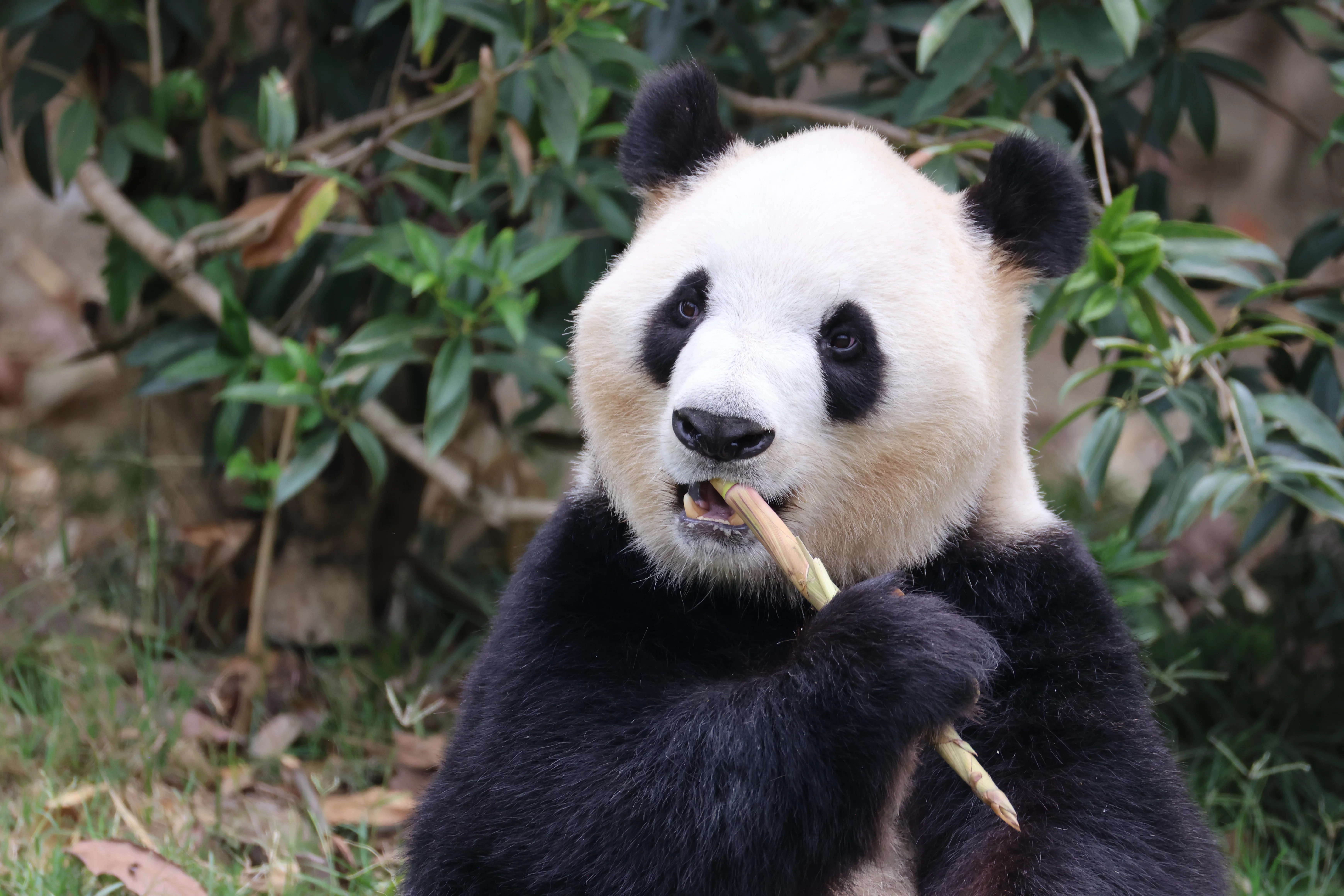 Chengdu Research Base of Giant Panda Breeding