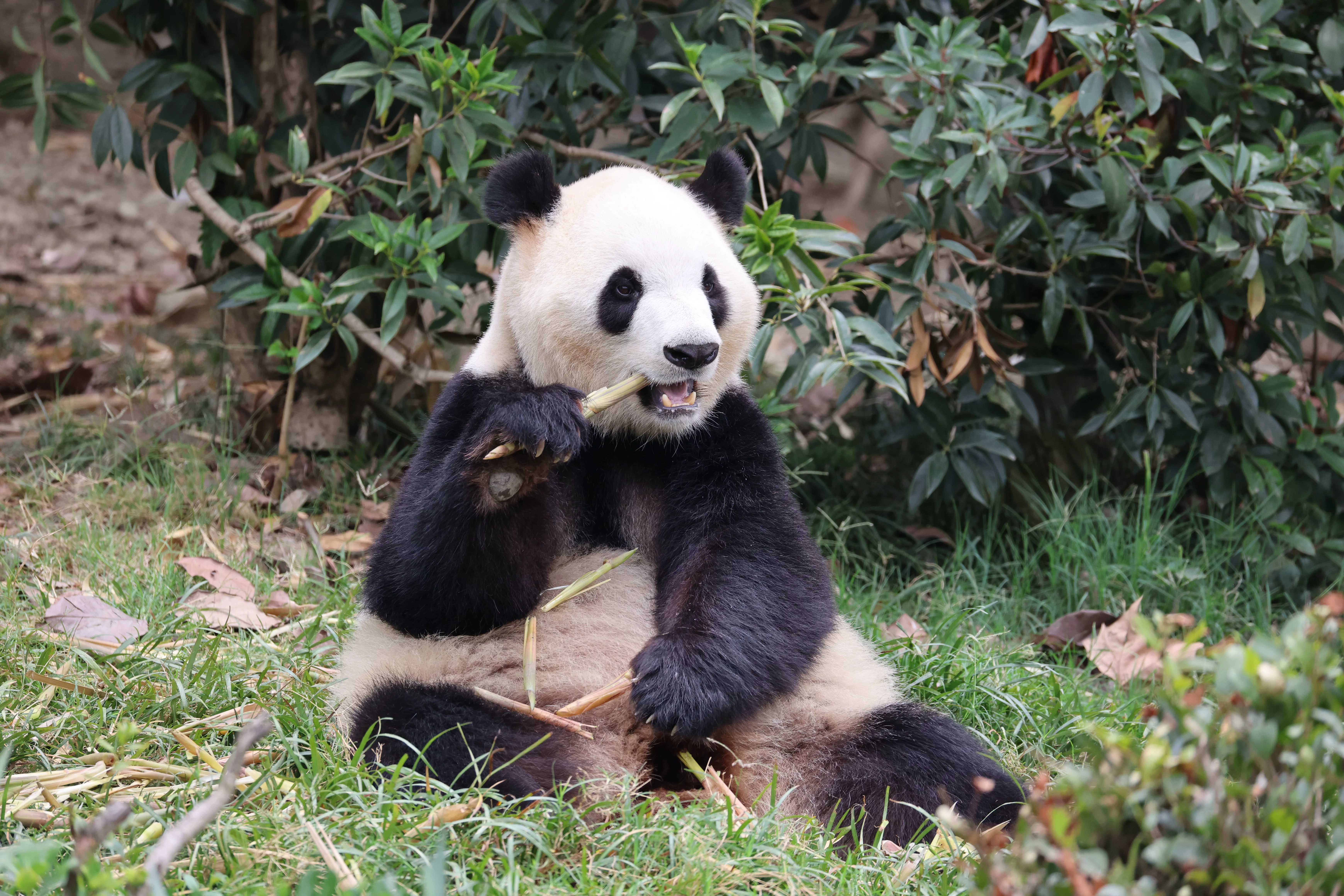 Chengdu Research Base of Giant Panda Breeding