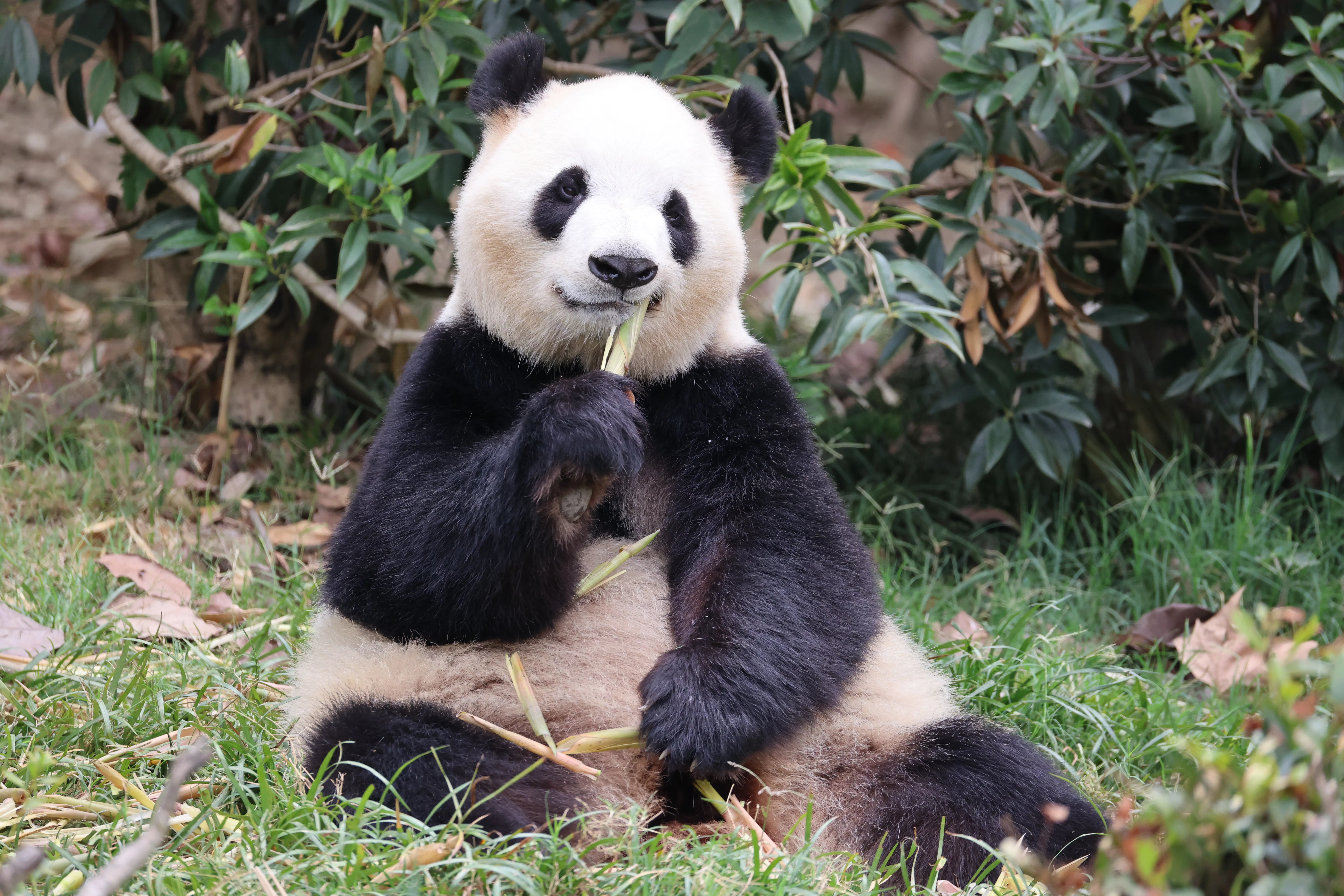 Chengdu Research Base of Giant Panda Breeding