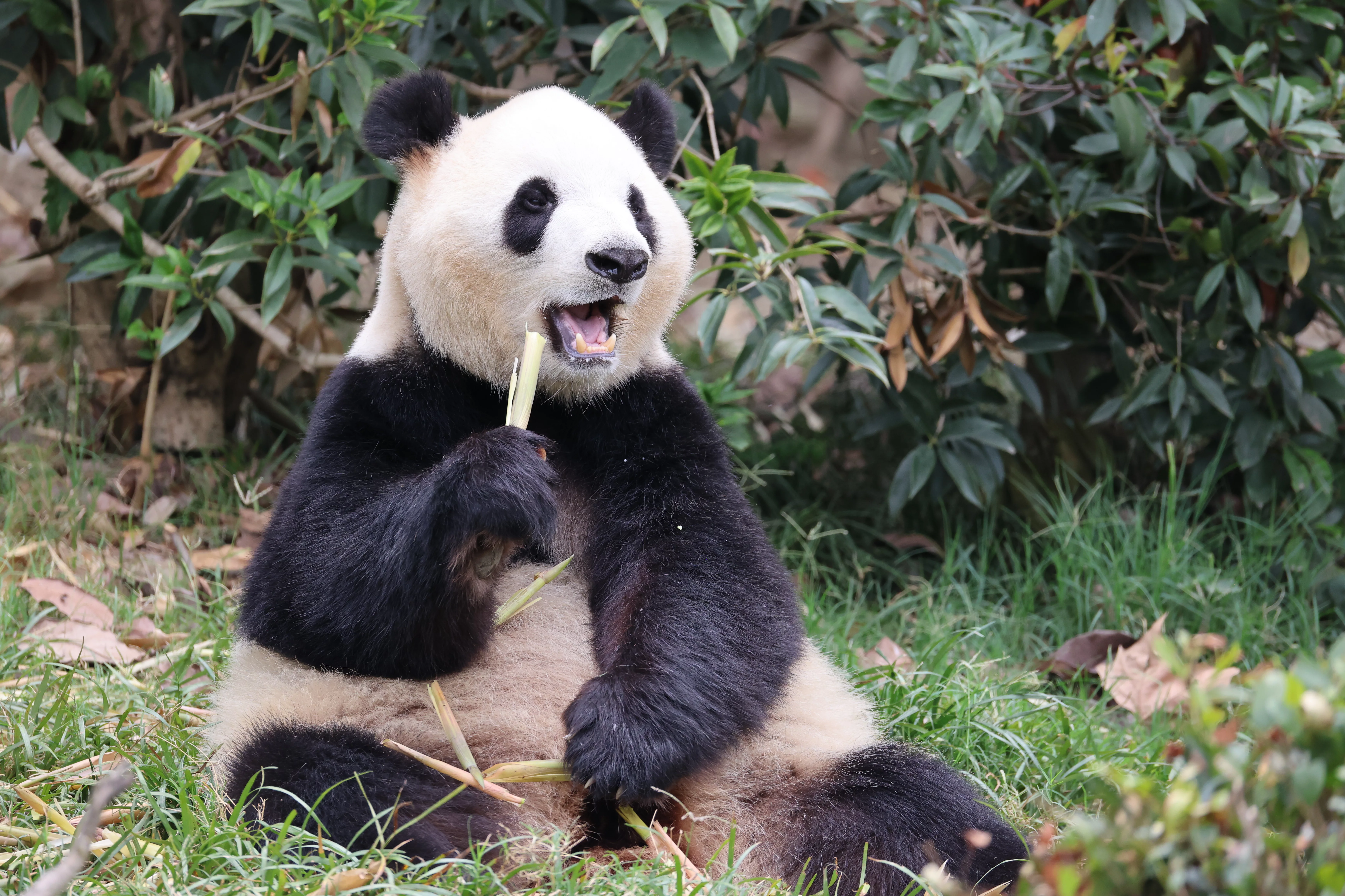 Chengdu Research Base of Giant Panda Breeding