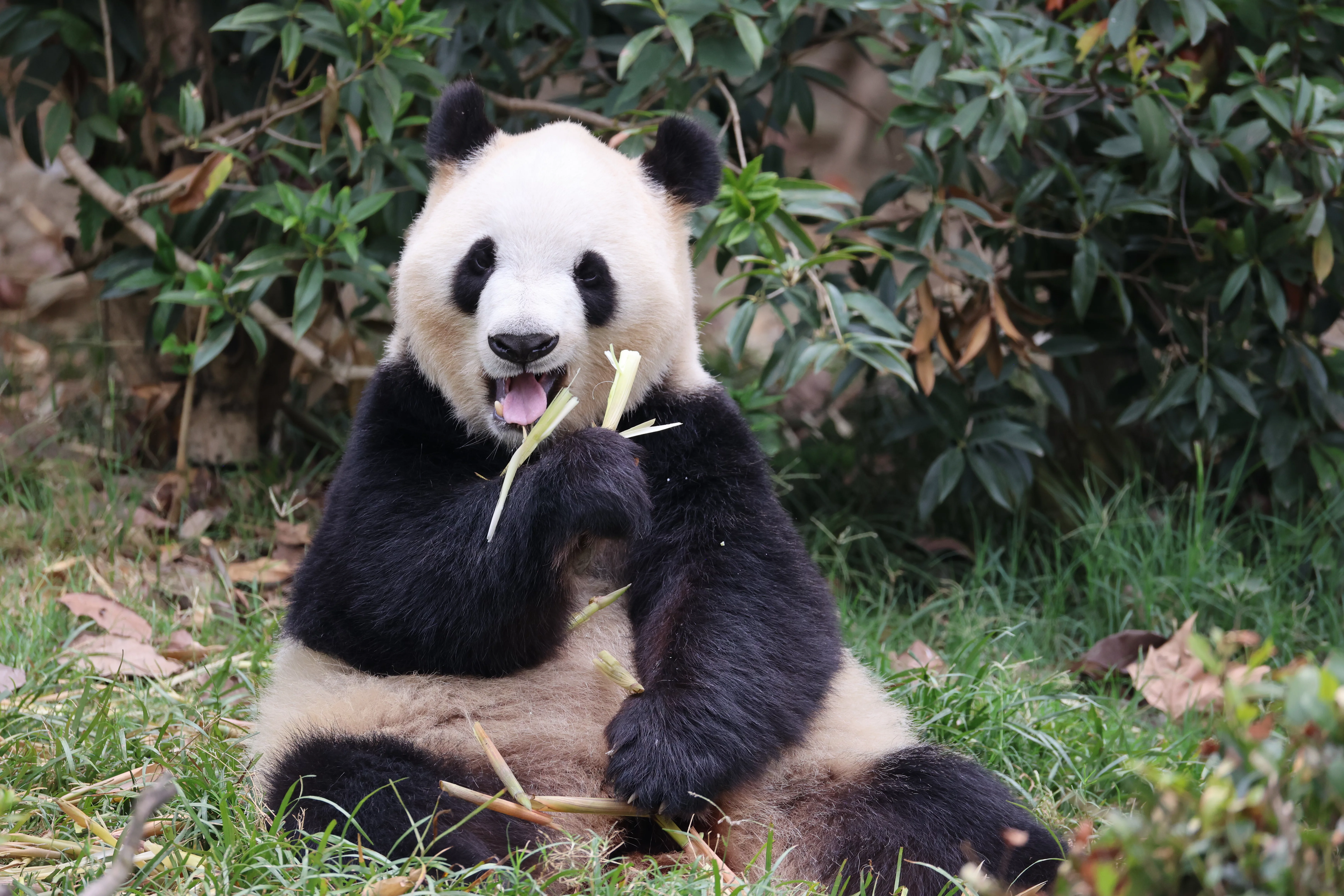 Chengdu Research Base of Giant Panda Breeding