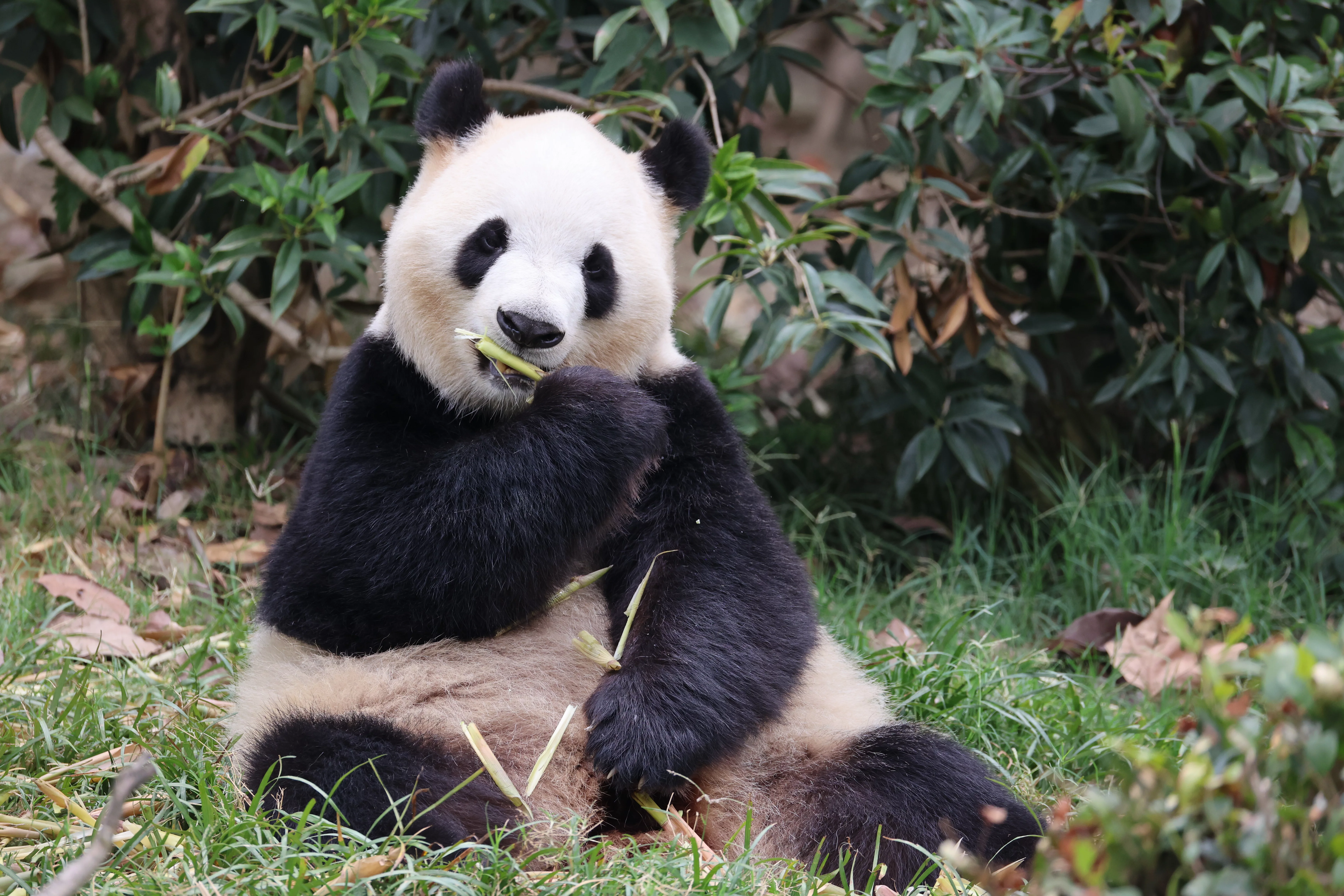 Chengdu Research Base of Giant Panda Breeding