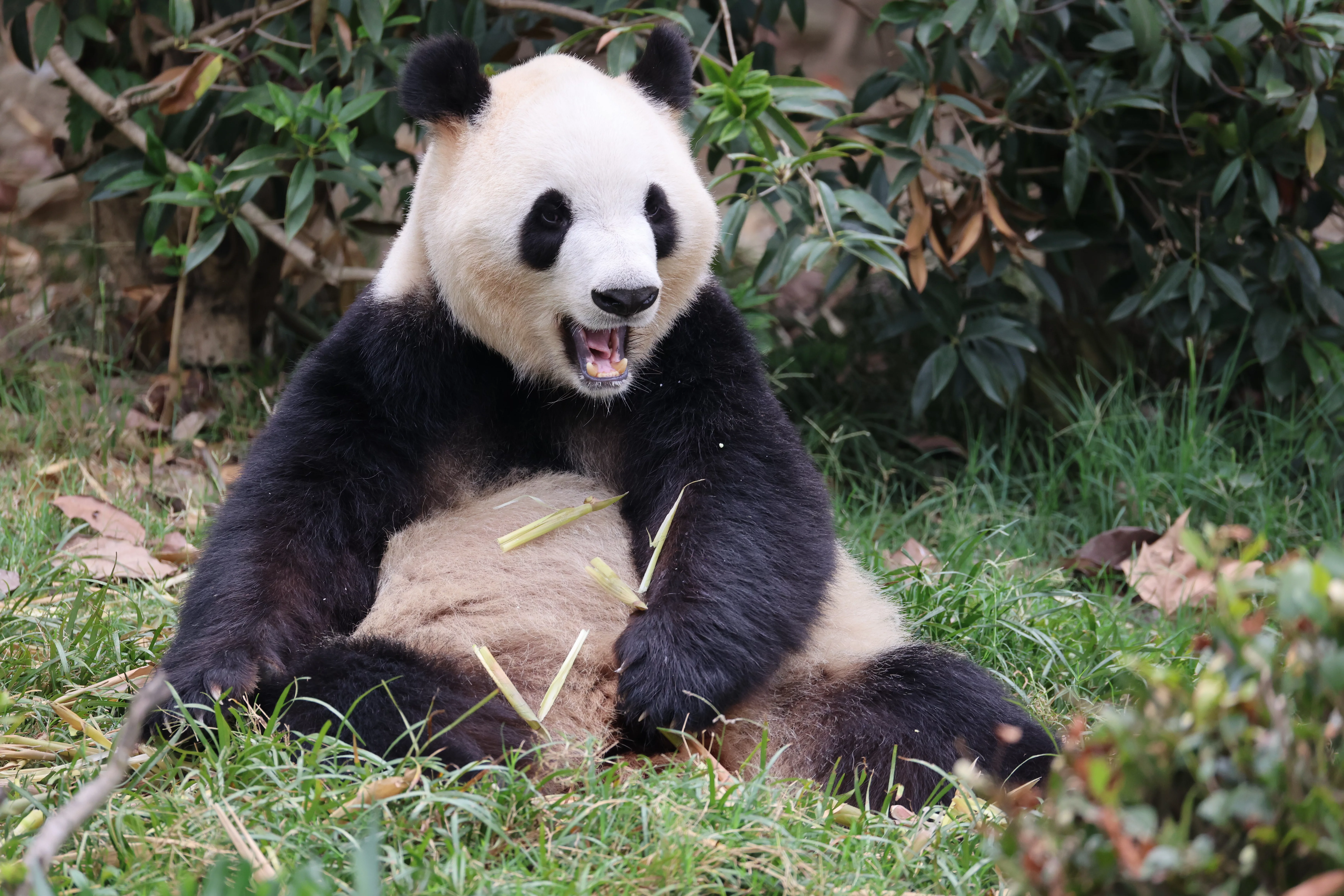 Chengdu Research Base of Giant Panda Breeding