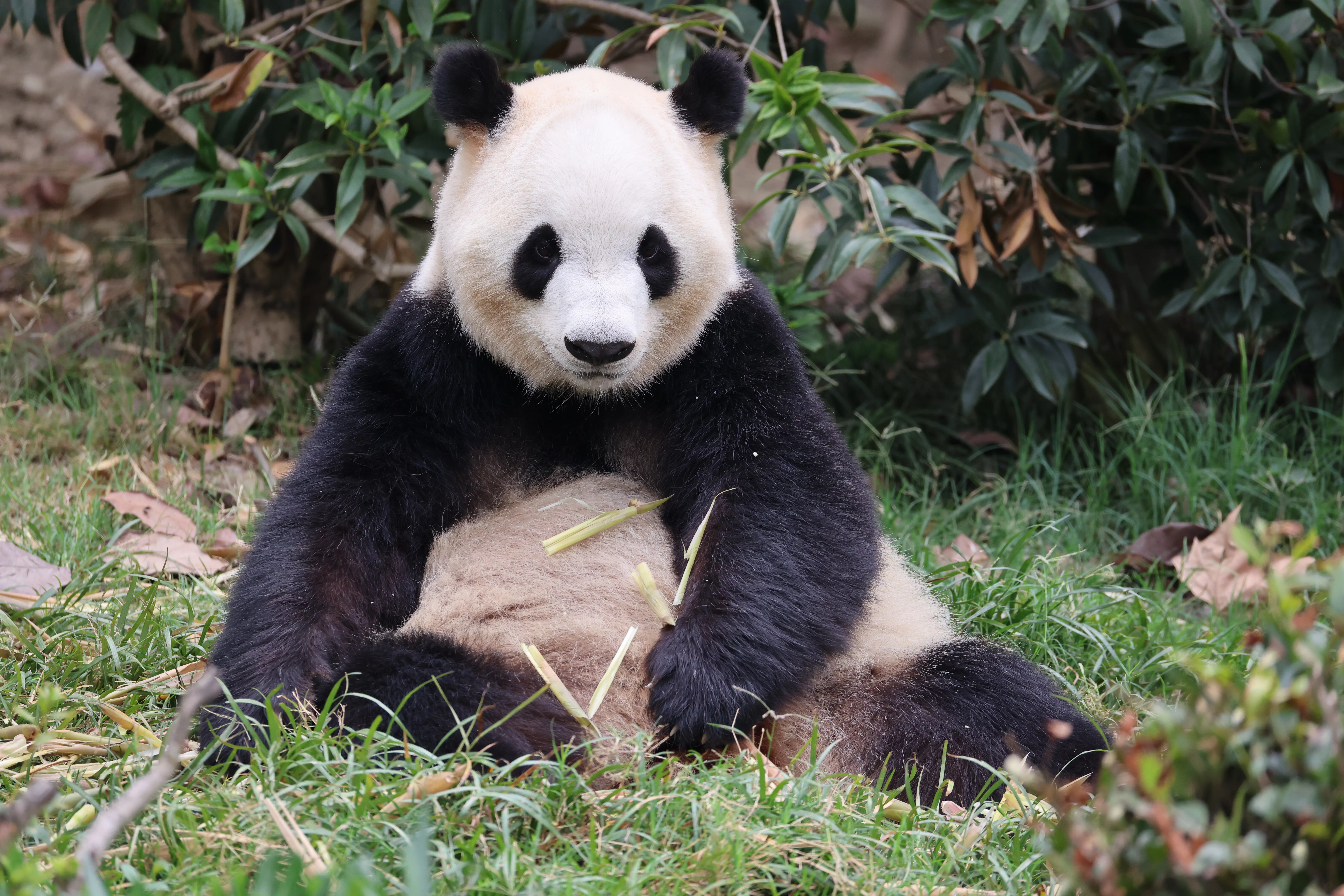 Chengdu Research Base of Giant Panda Breeding